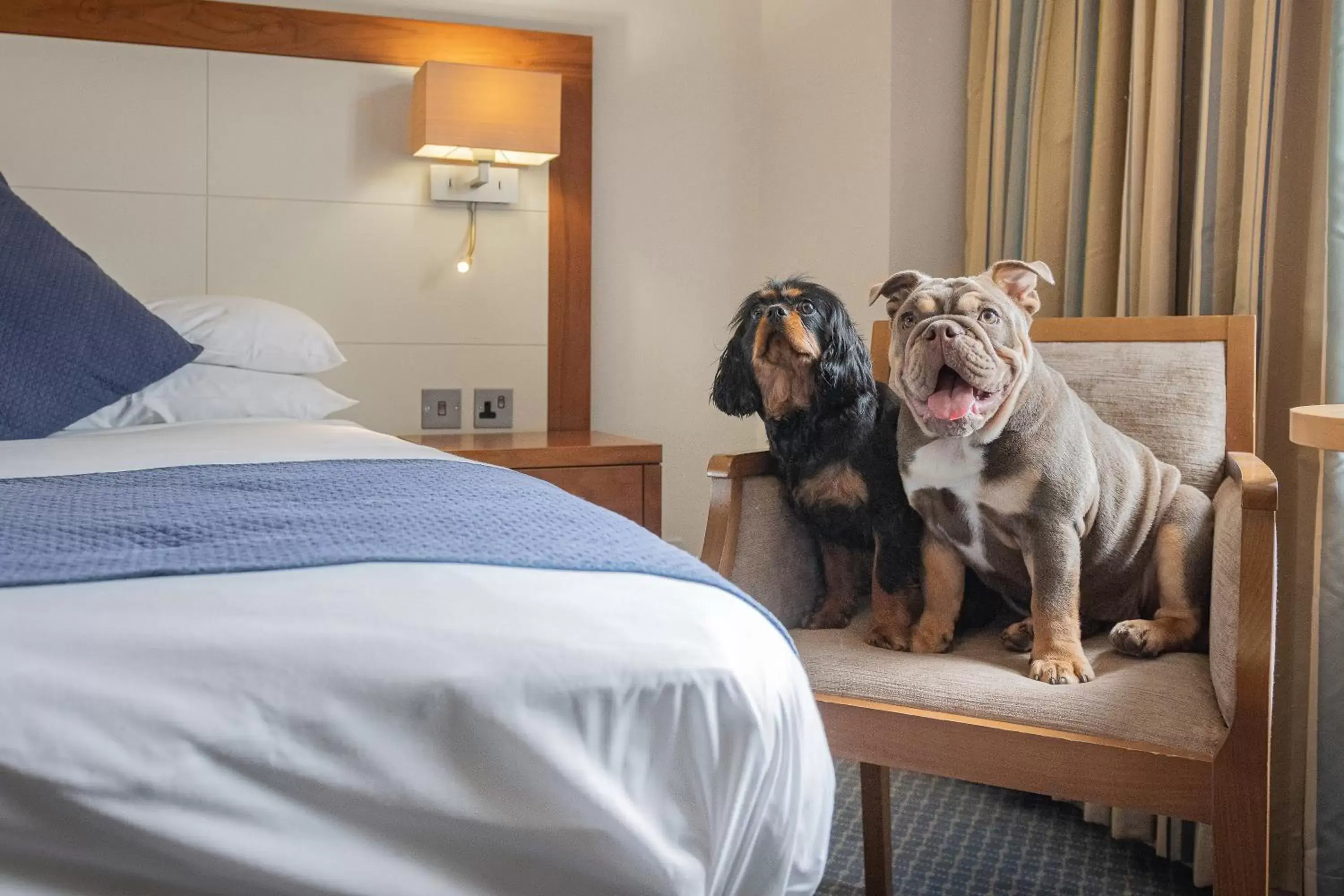 Pets, Bed in The Riverside Pets, Bed in The Riverside