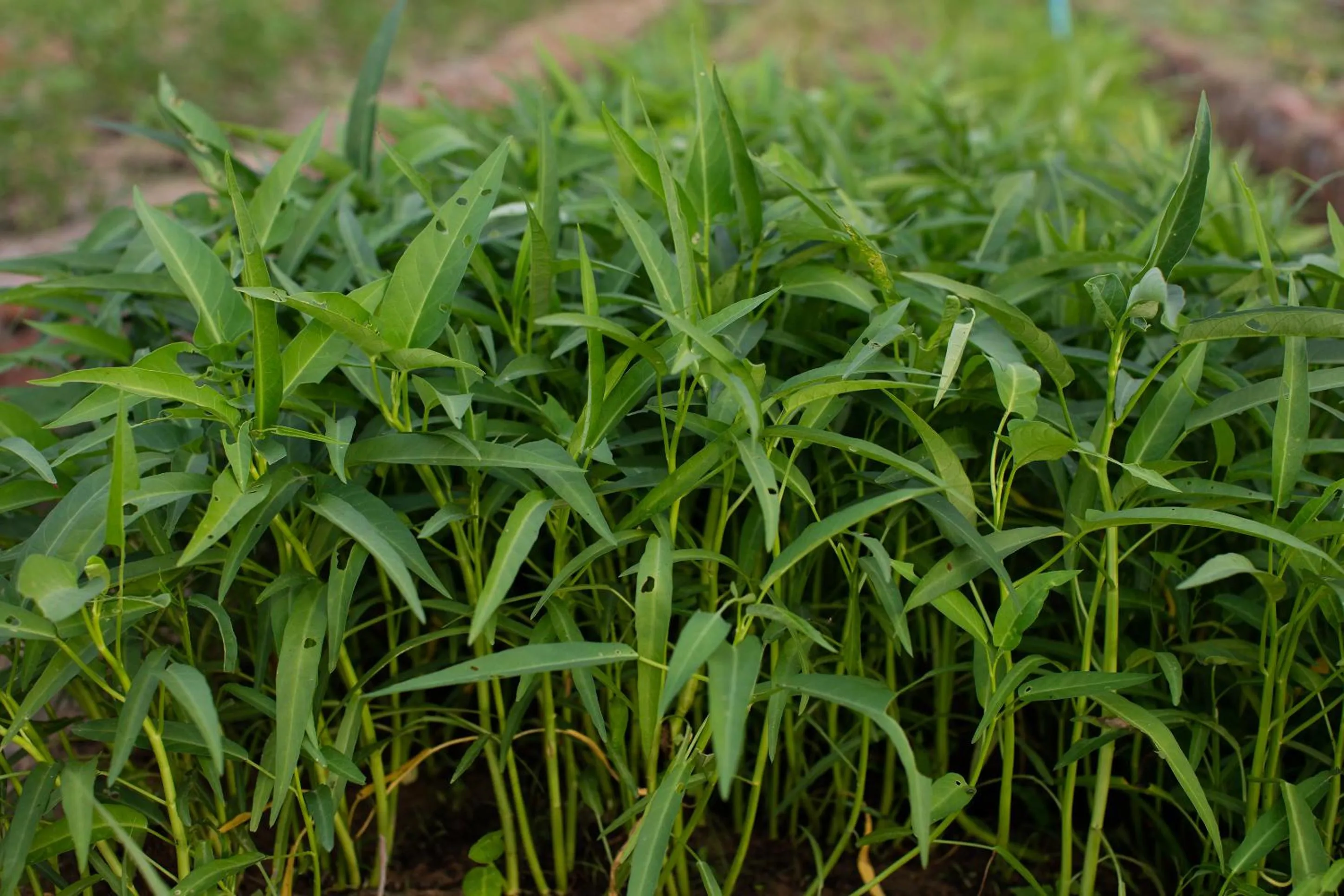 Garden in Angkor Rendezvous