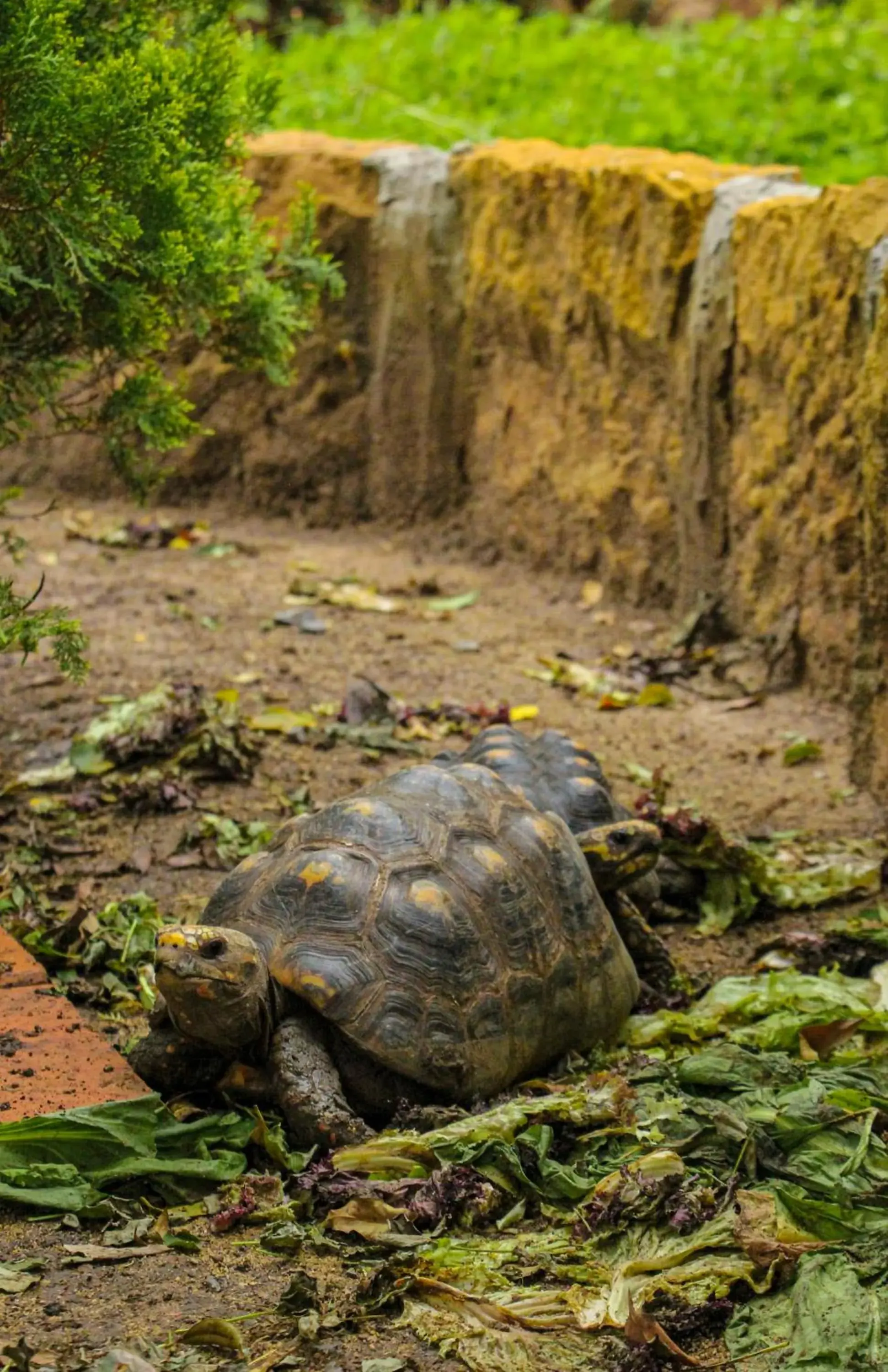 Animals, Other Animals in Hotel Terra Barichara