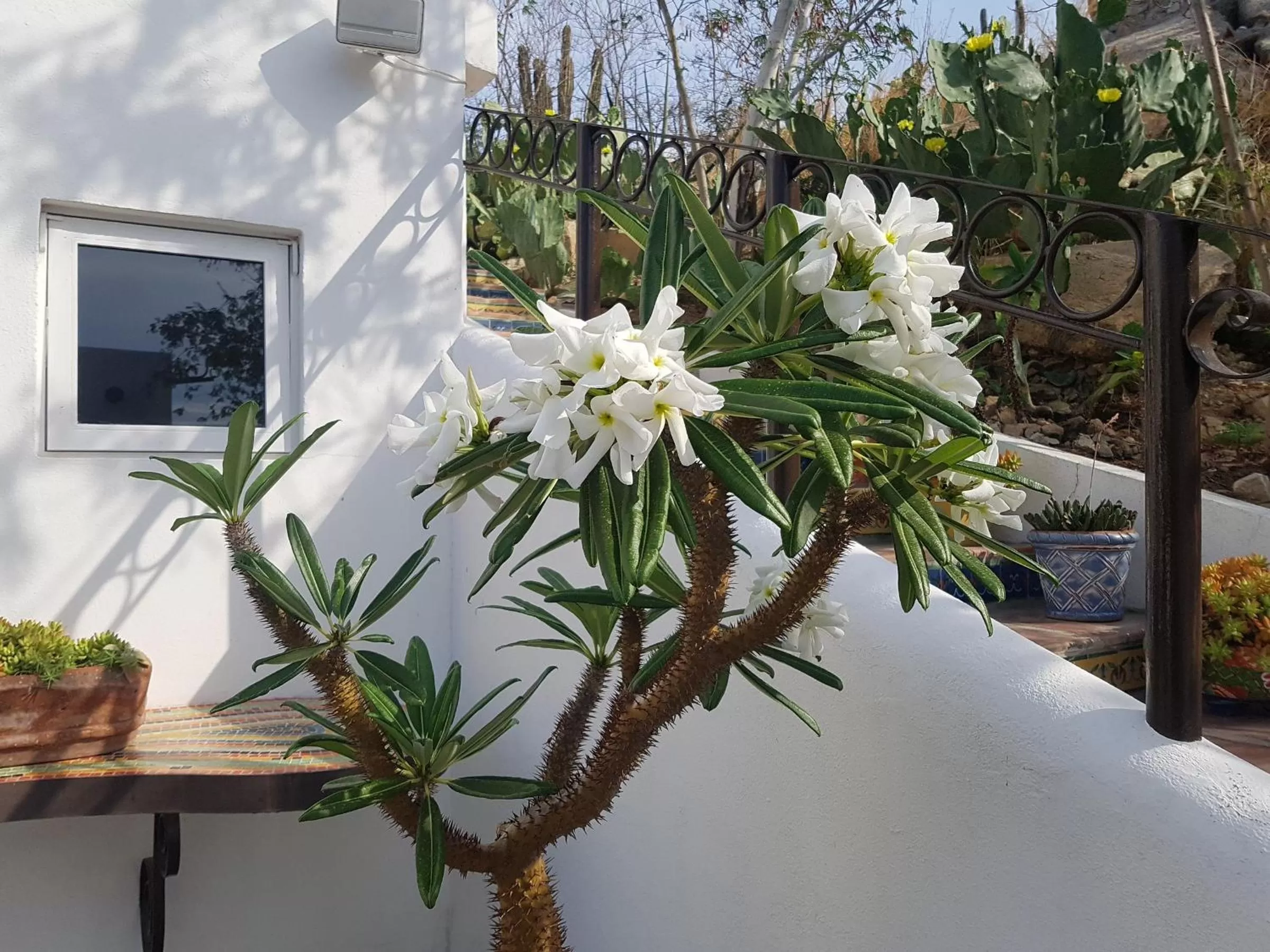 Balcony/Terrace in Los Milagros Hotel
