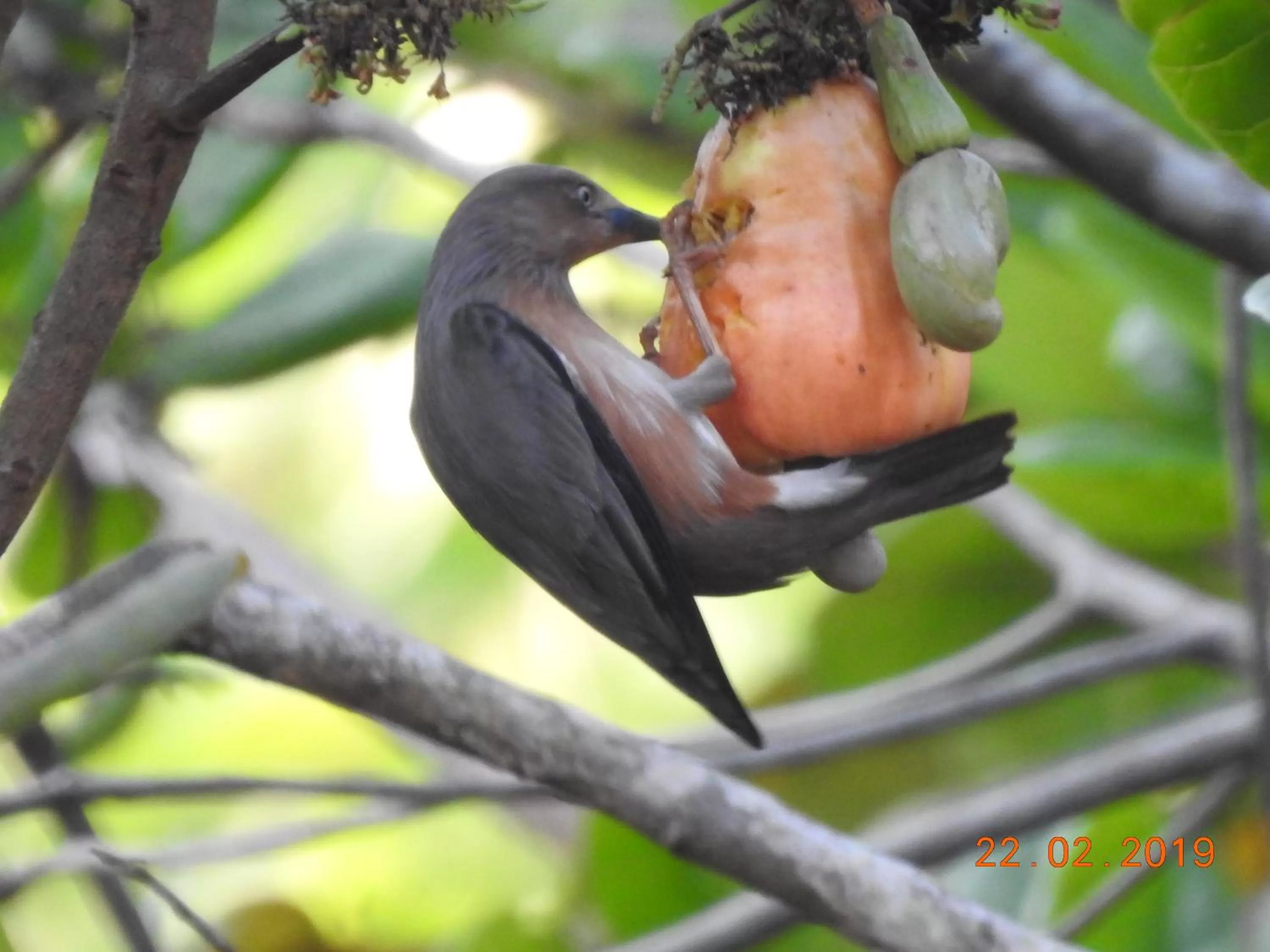 Animals in OmBodhi Retreat