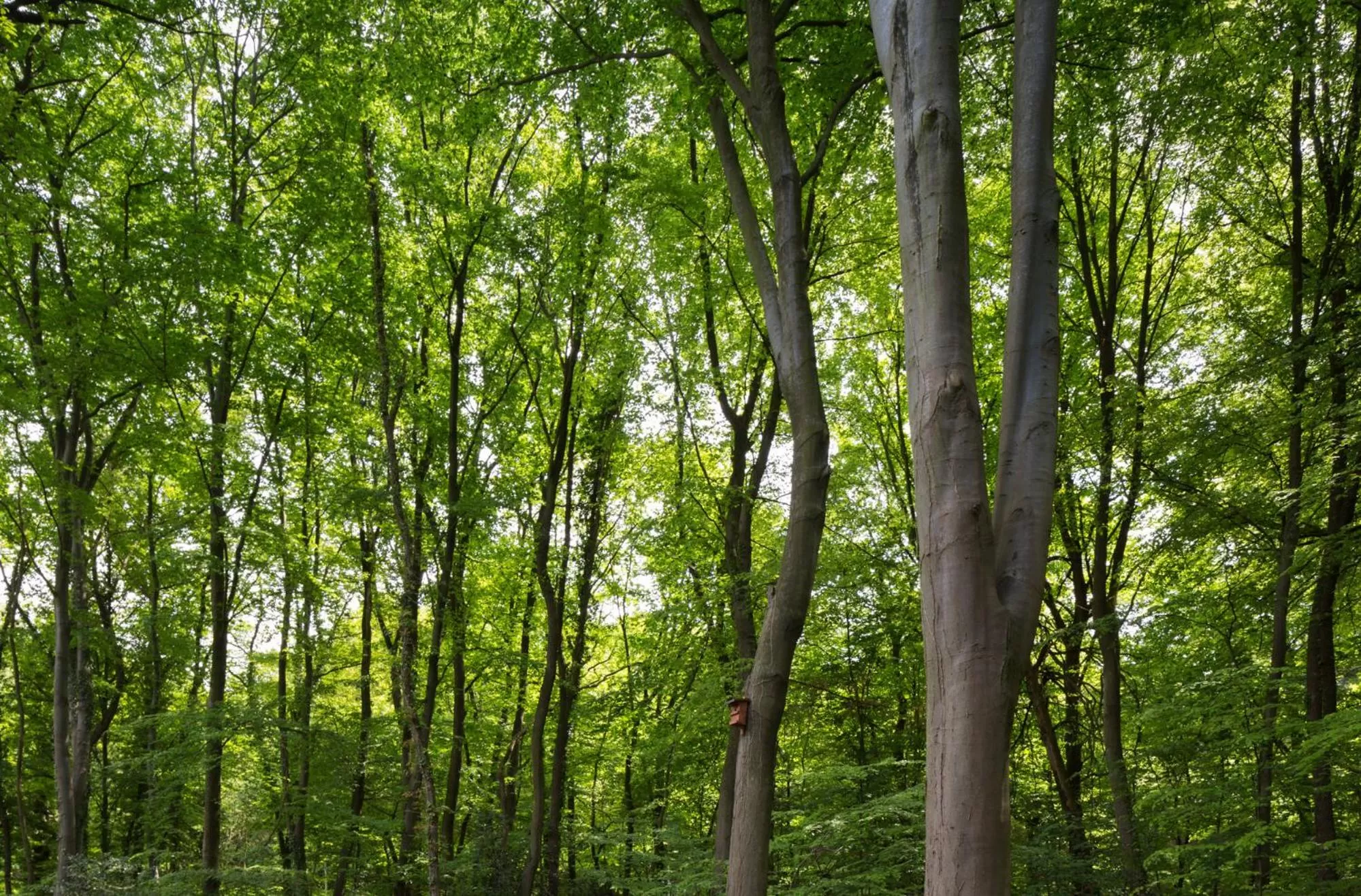 Natural landscape in V-Hotel