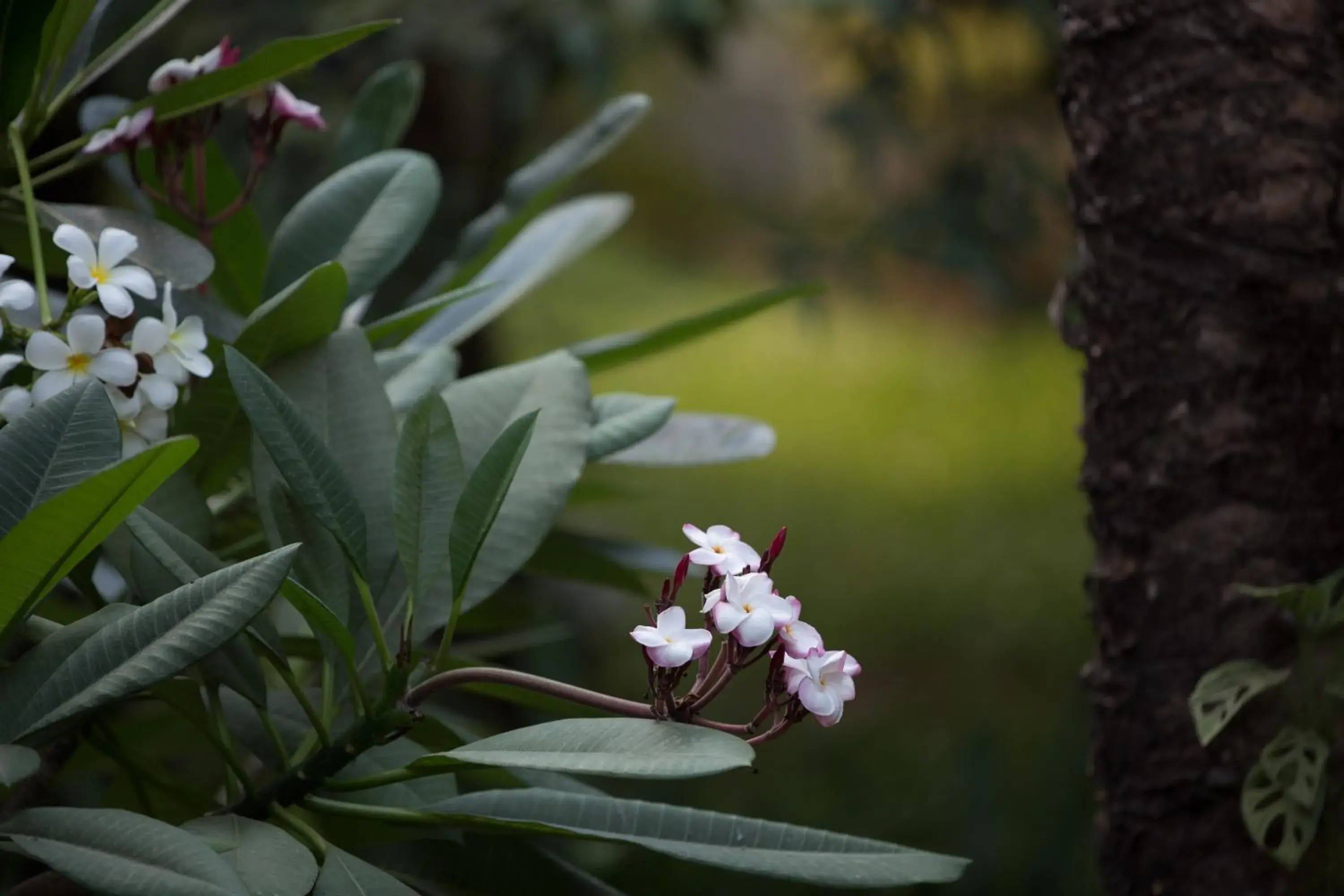 Garden in Sonalong Boutique Village and Resort