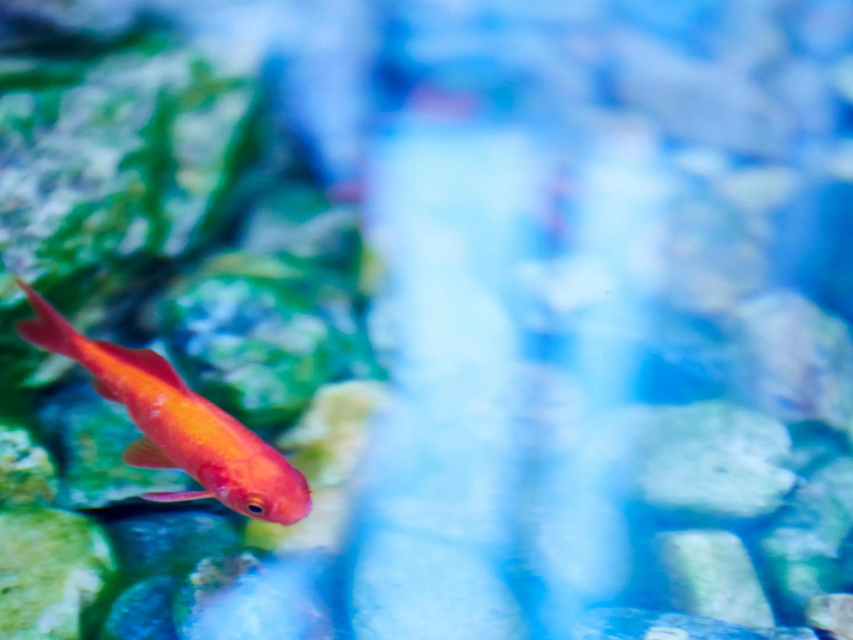 Garden in Sunrise Suites