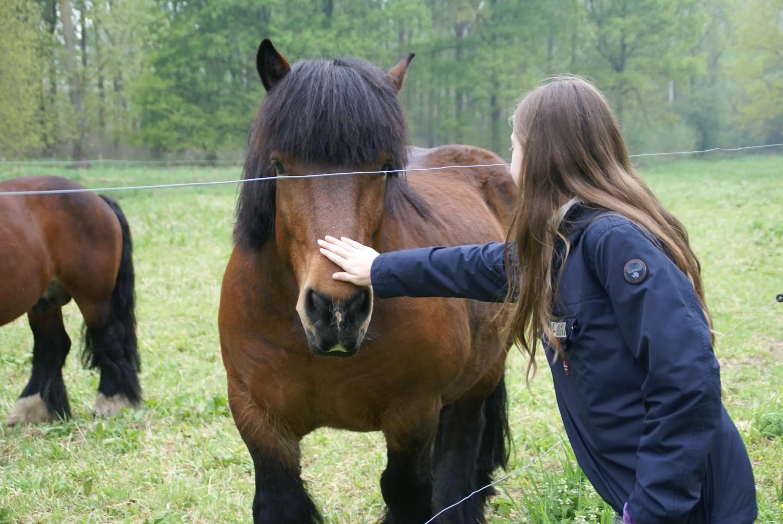 Horse-riding in B&B Sasput