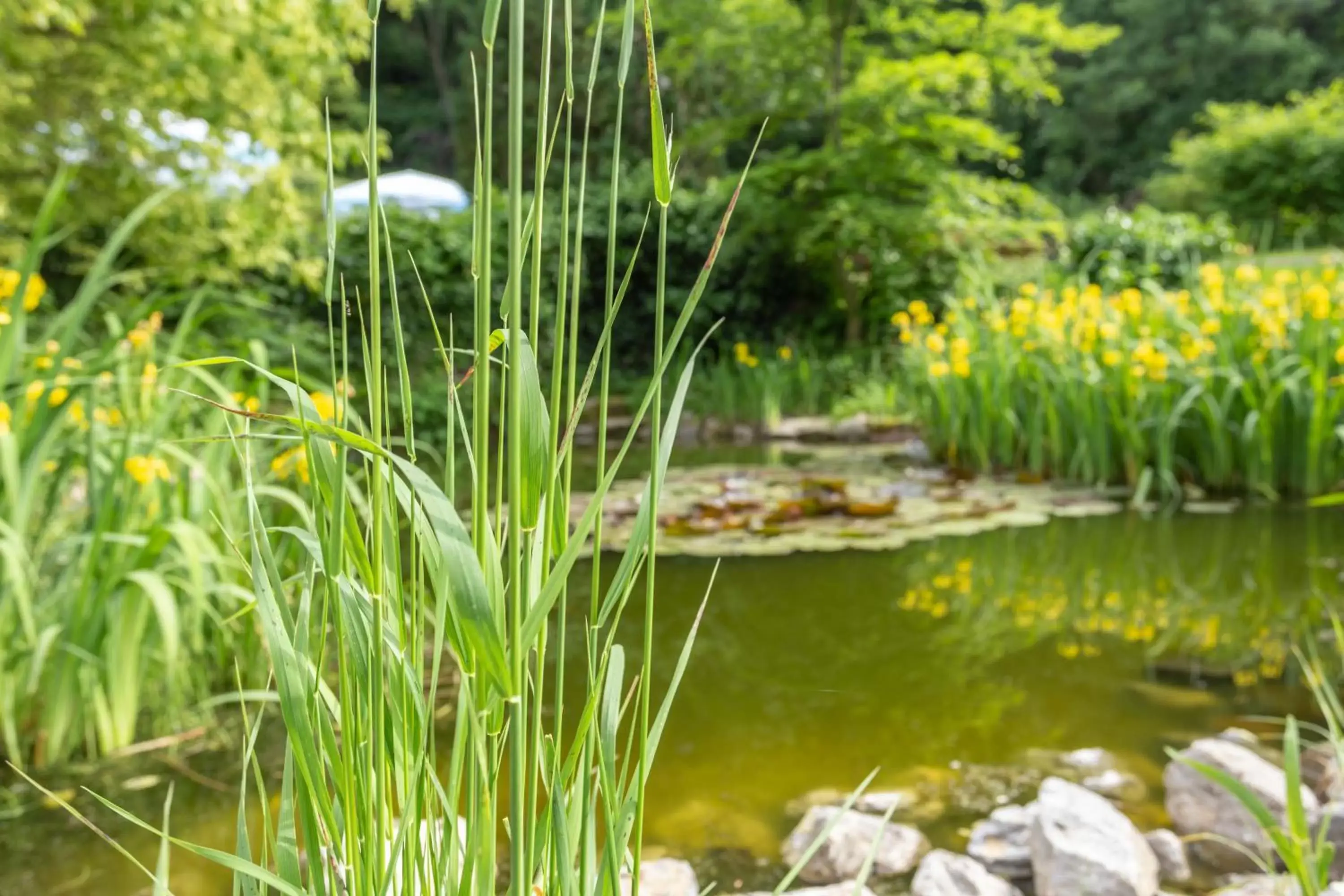 Garden, Natural Landscape in Hotel Erbprinzenpalais