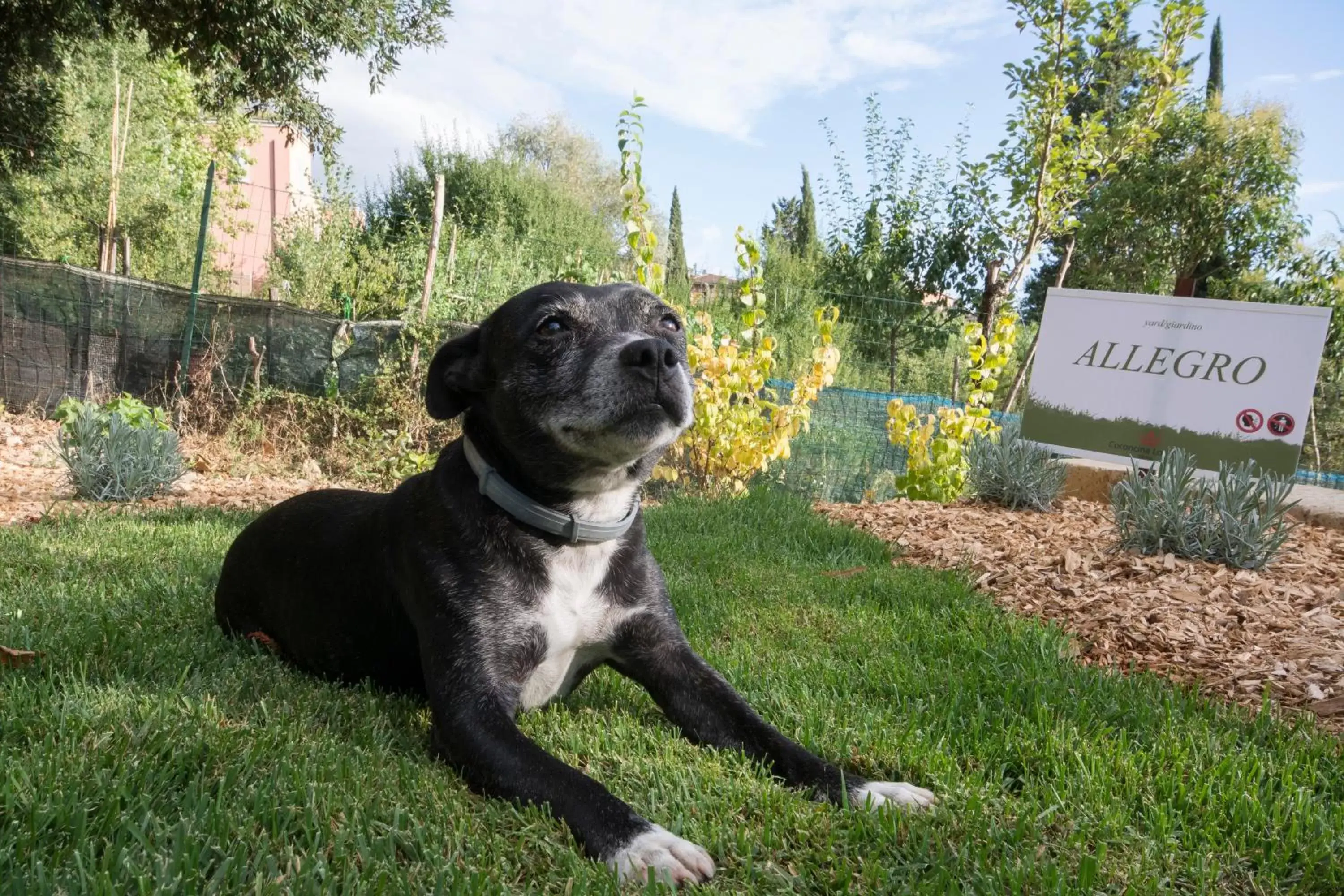 Pets in La Coroncina Lodging