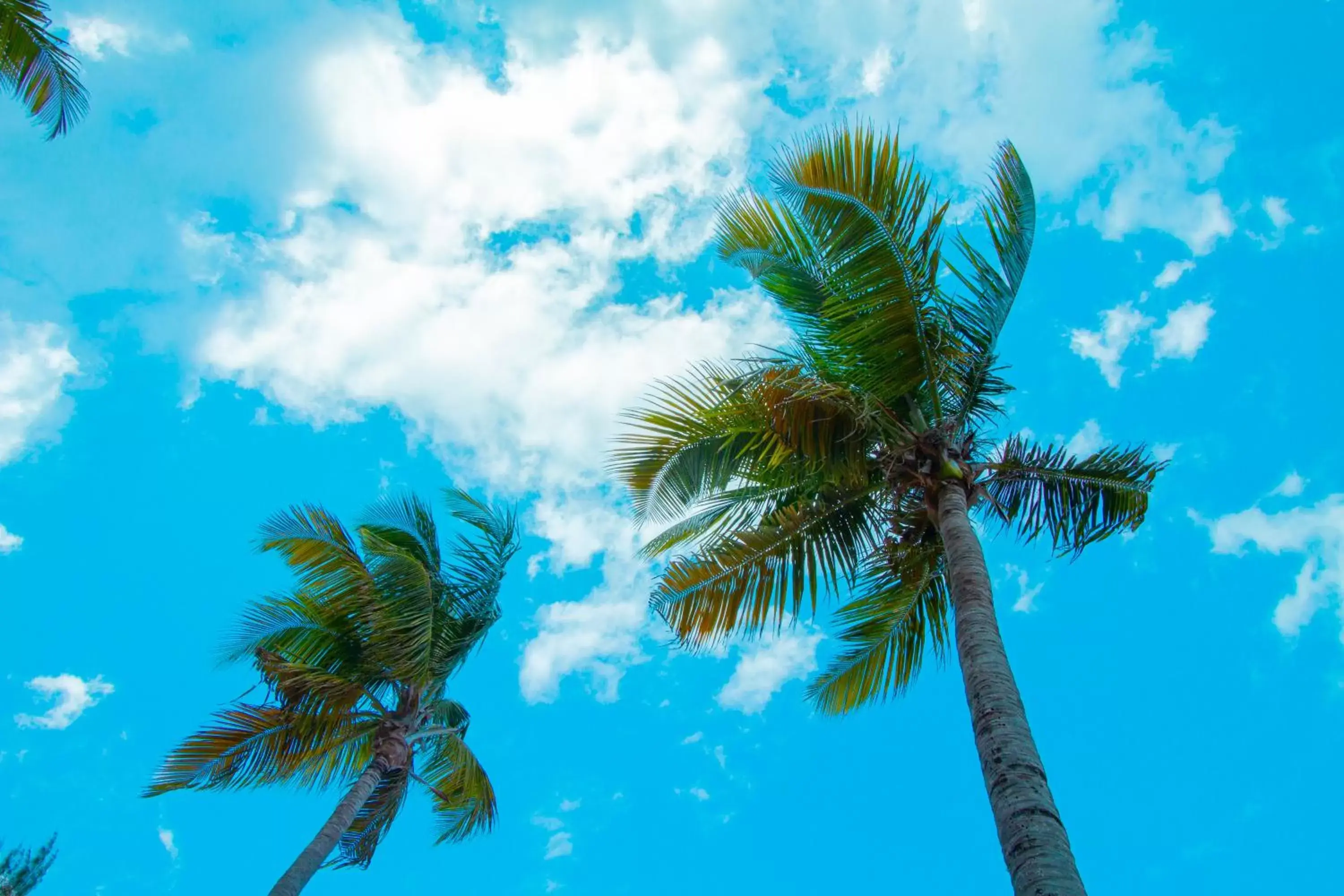 Natural landscape, Swimming Pool in TRYP by Wyndham Isla Verde