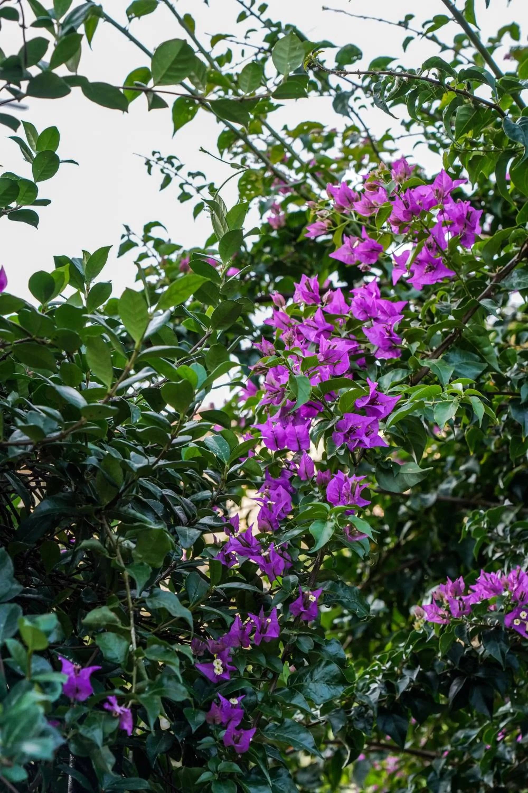 Garden in Hotel Bellavista