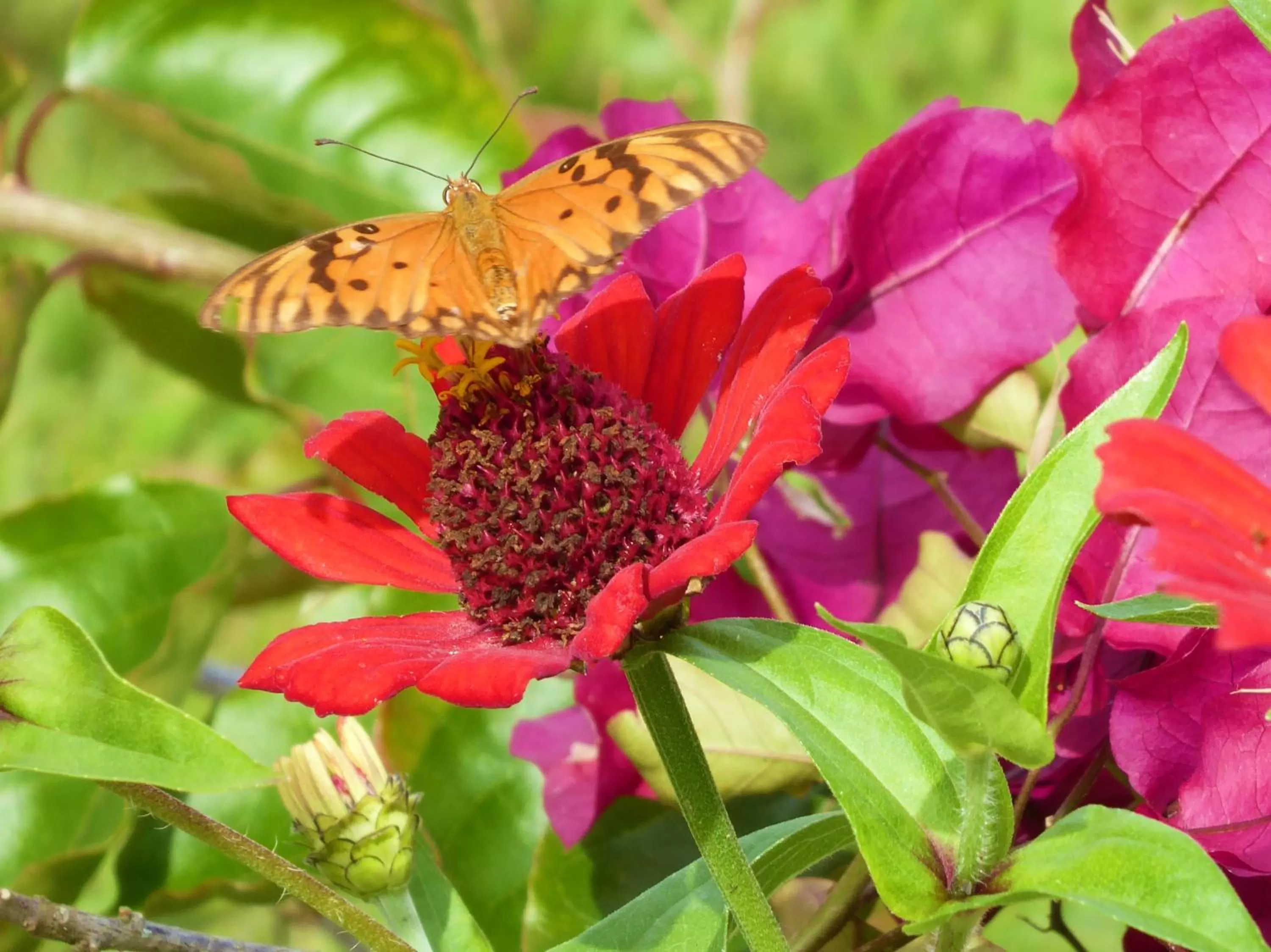Animals in Finca El Cielo