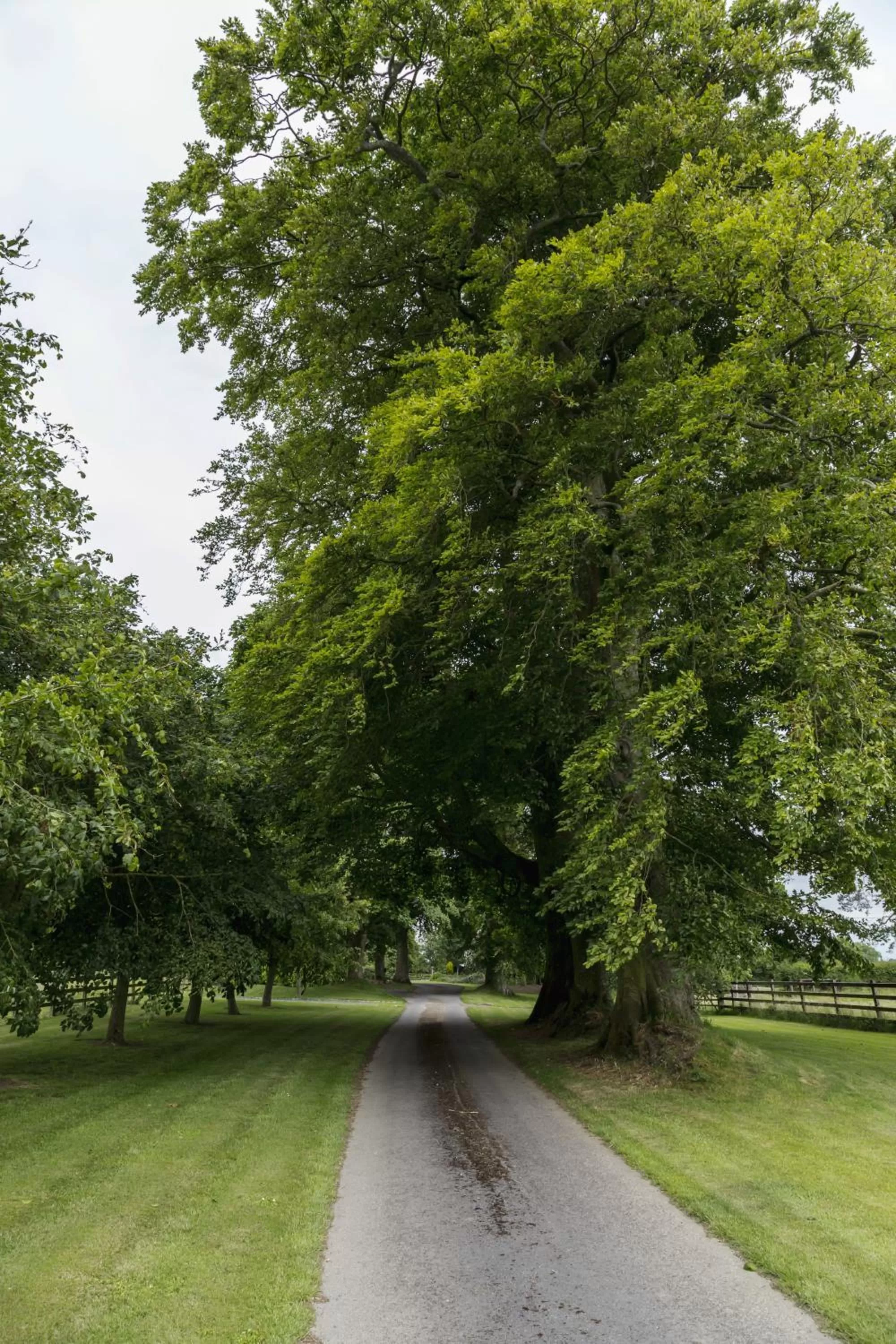 Garden in College Hill House