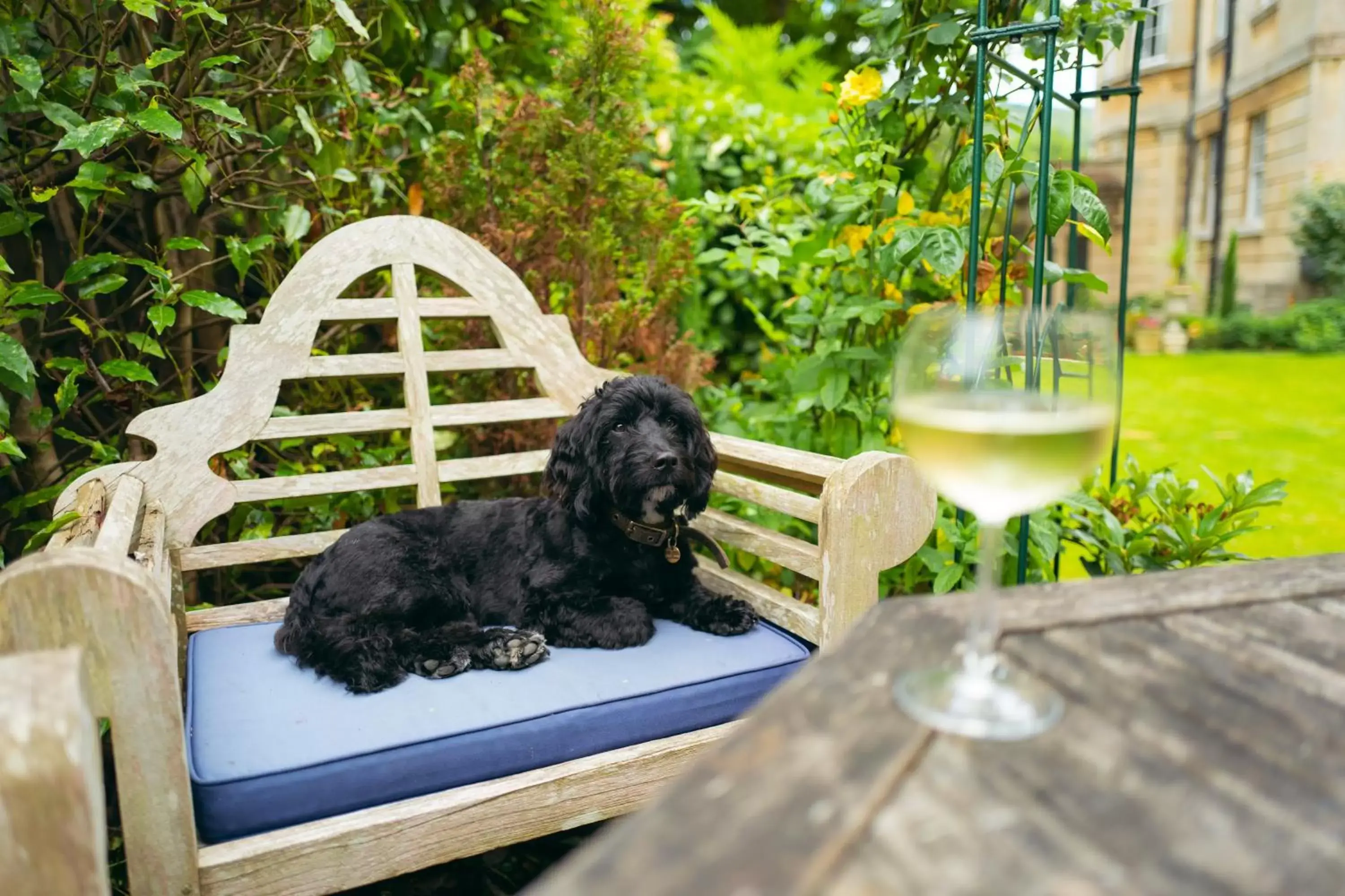 Patio, Pets in Grosvenor Villa