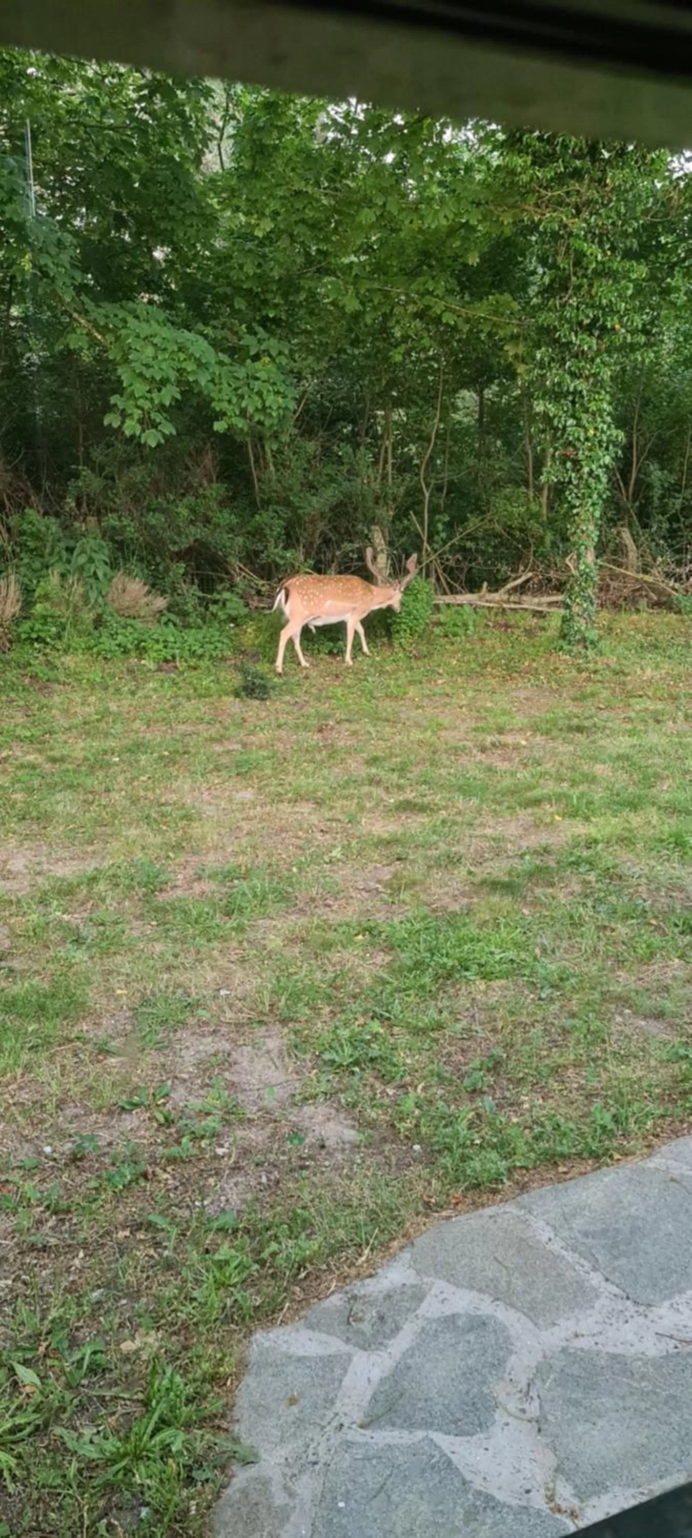 Garden view, Other Animals in B&B het duinhuisje met jacuzzi