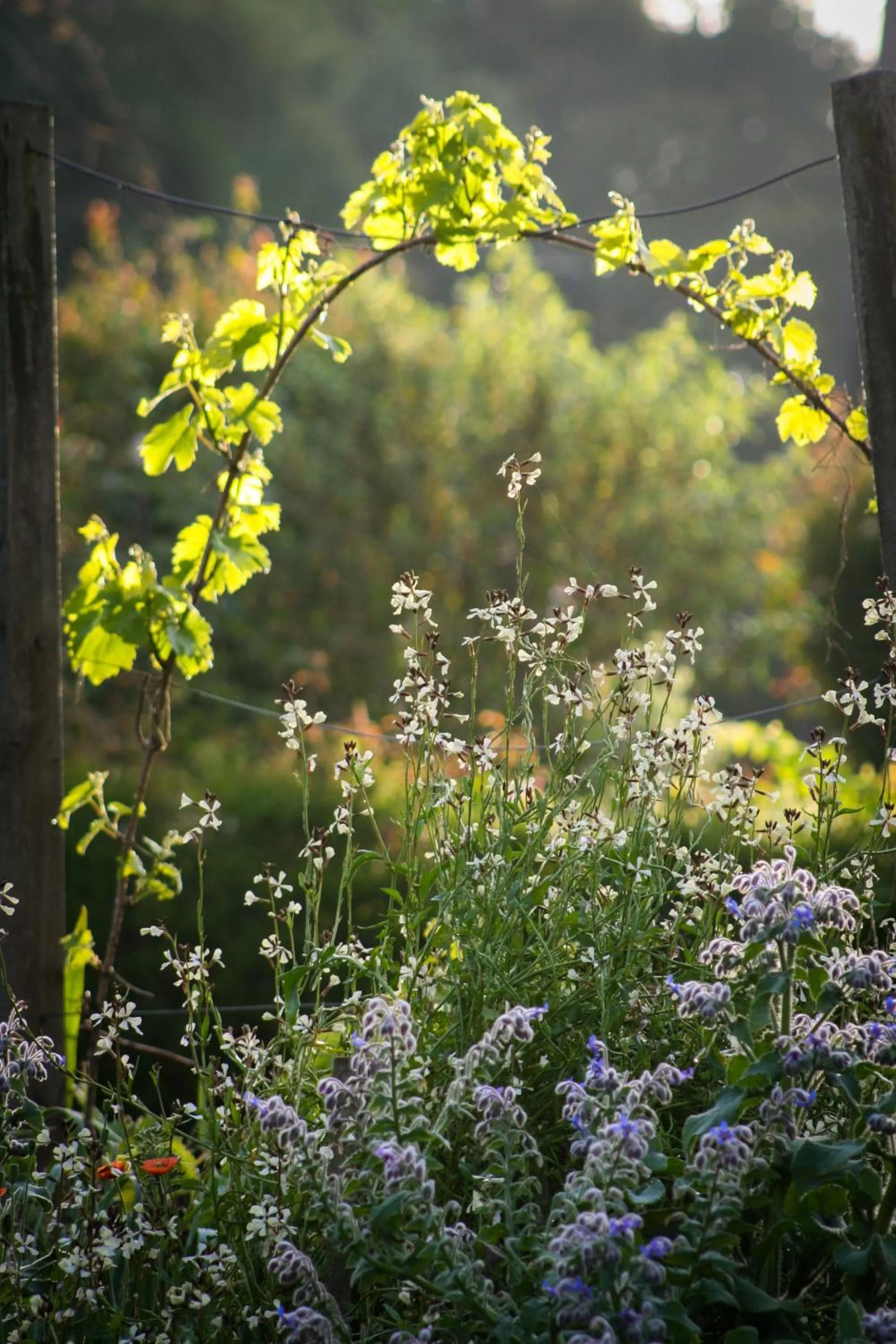 Garden in Paeroa bed and breakfast