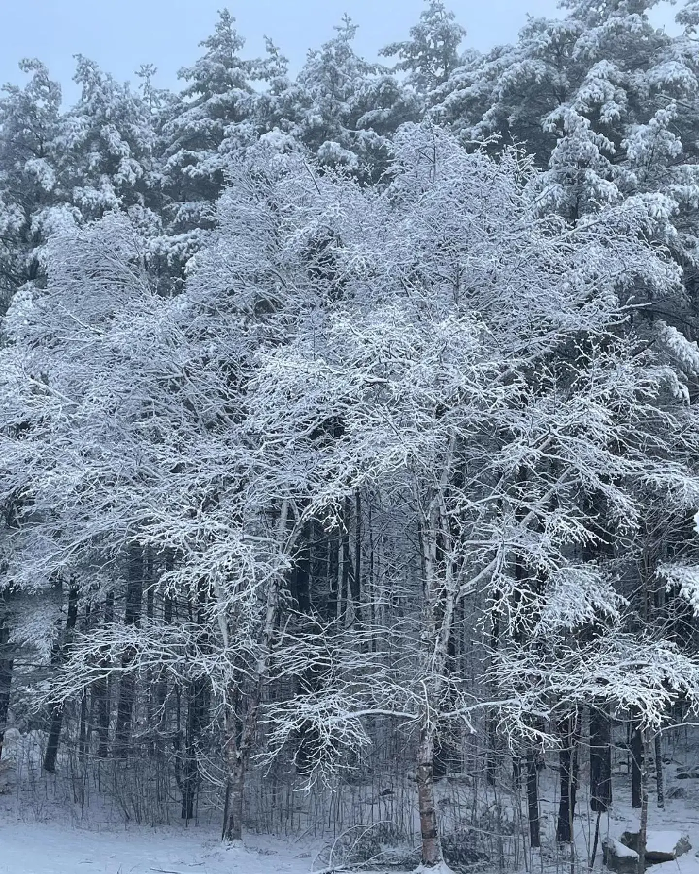 Natural landscape in Noble House Inn