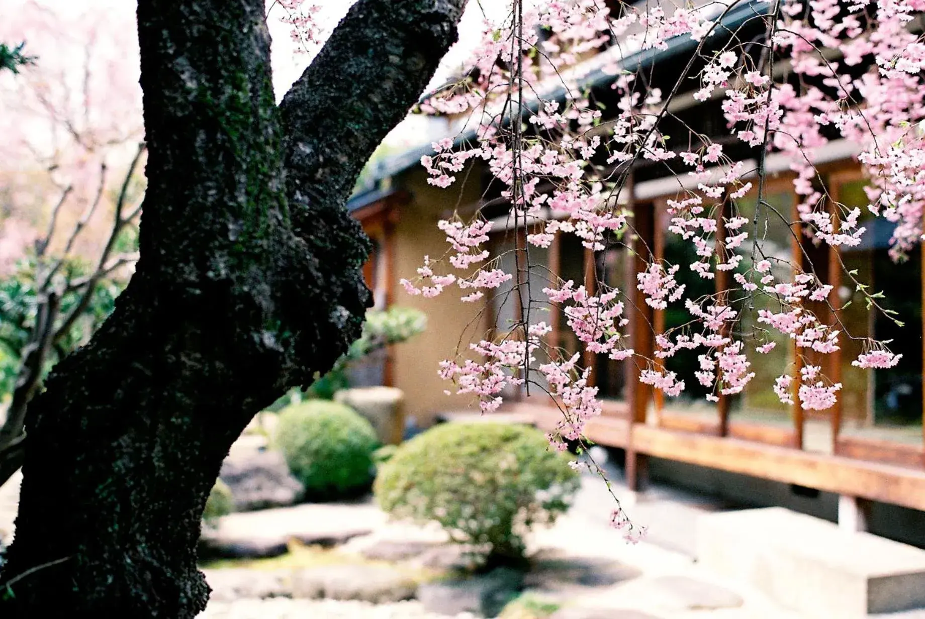 Spring, Garden in Ryokan Genhouin