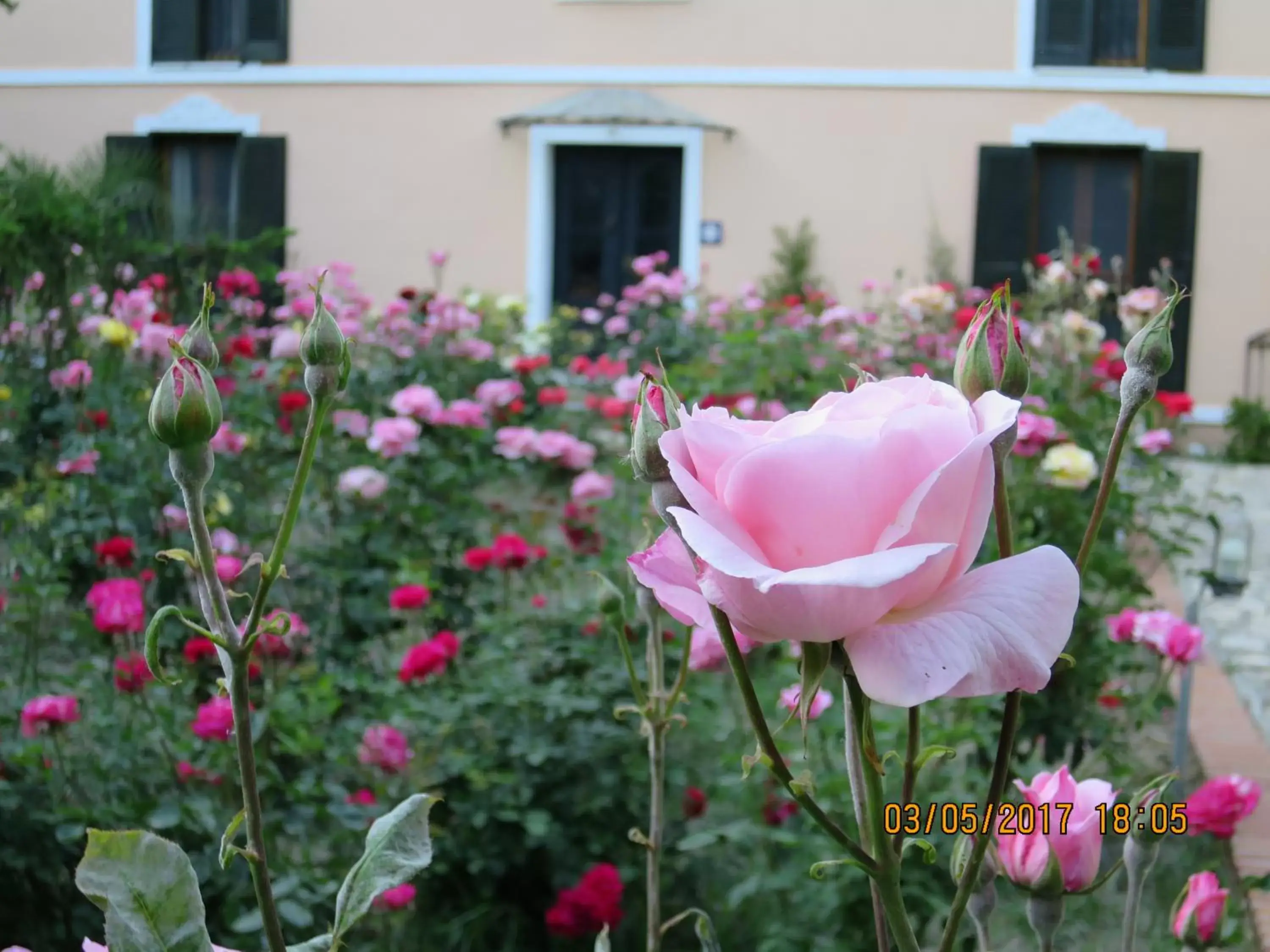 Garden in Hotel Kalehan