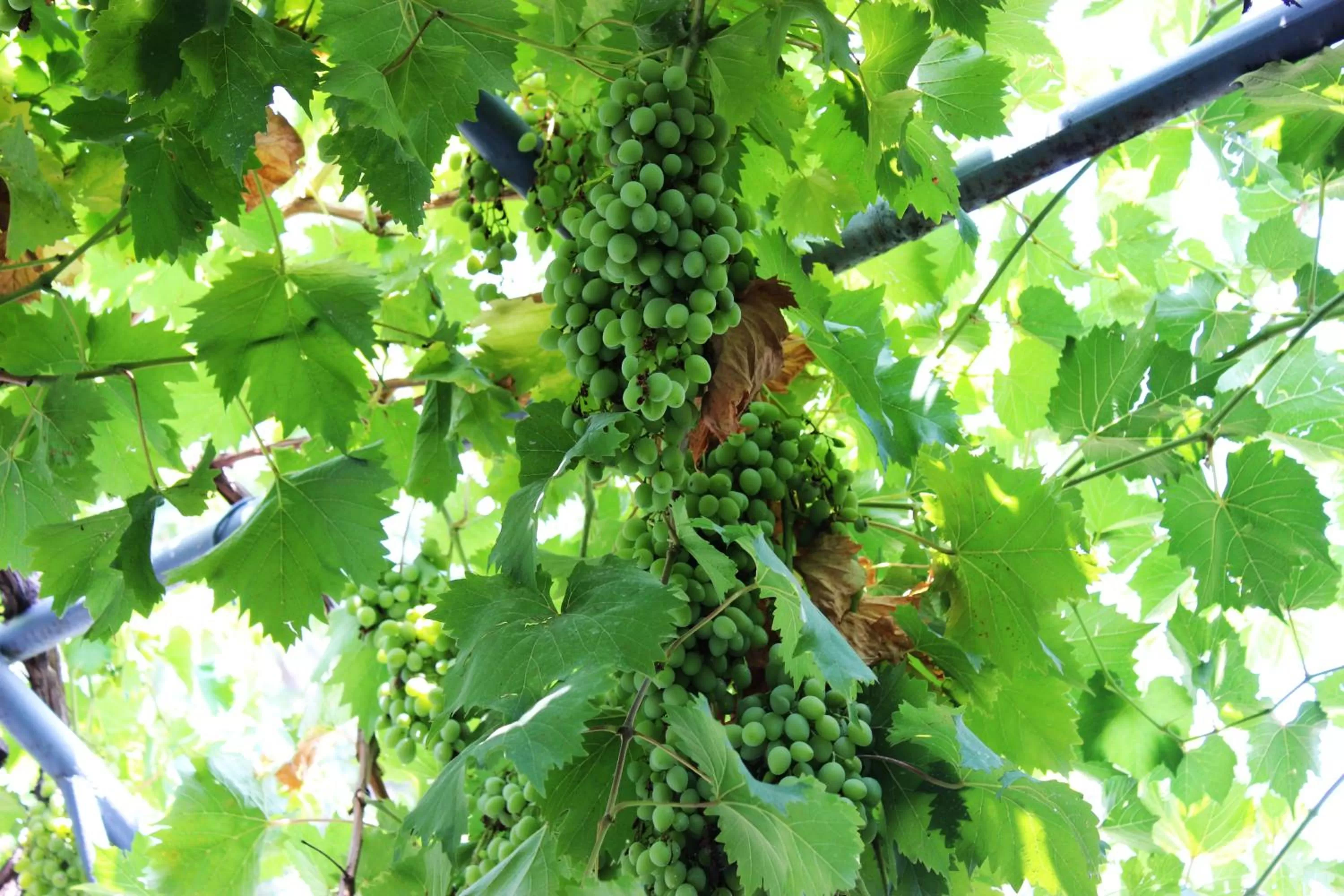 Garden in Golden Way