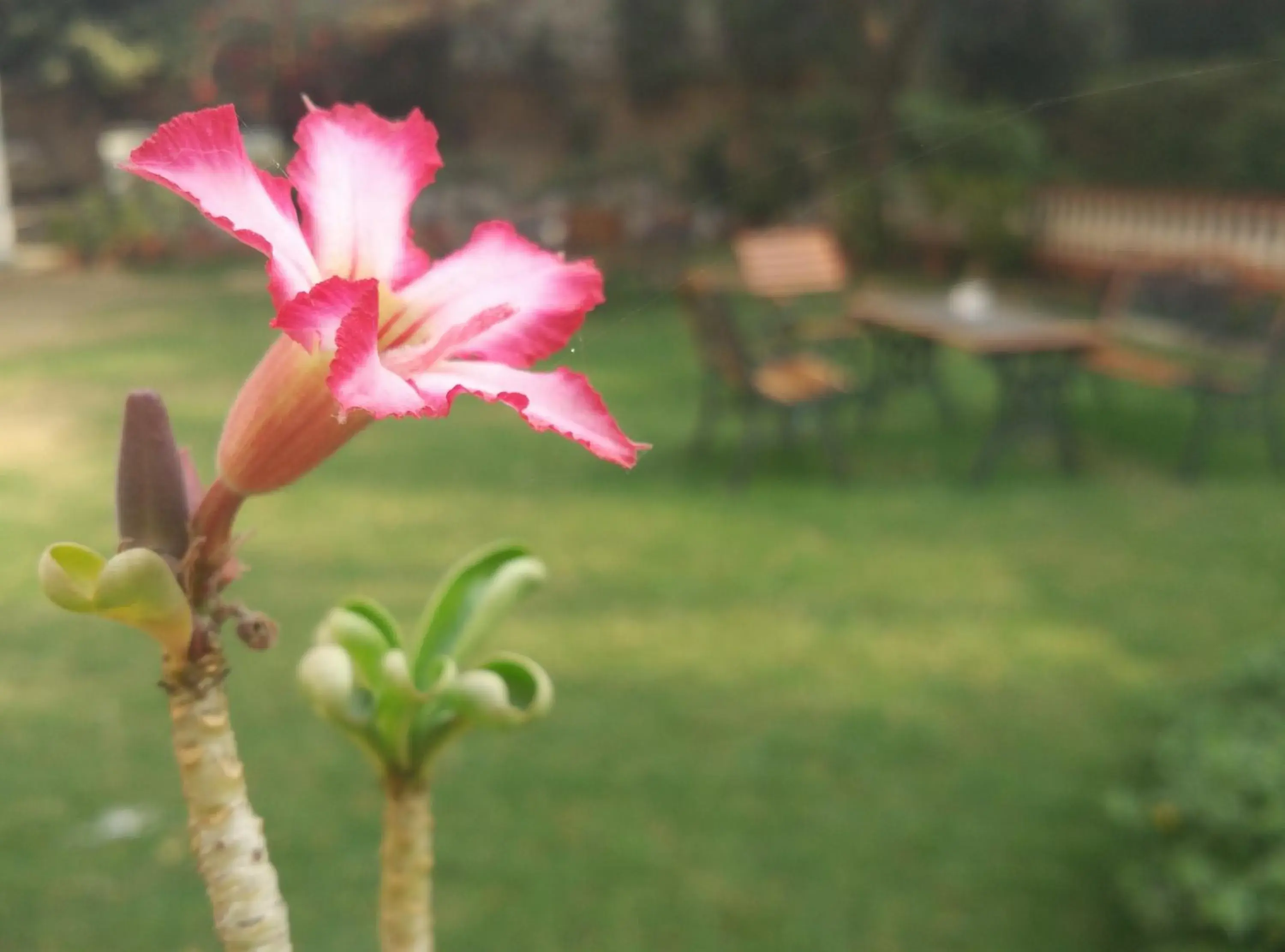 Garden in Jai Niwas Garden Hotel