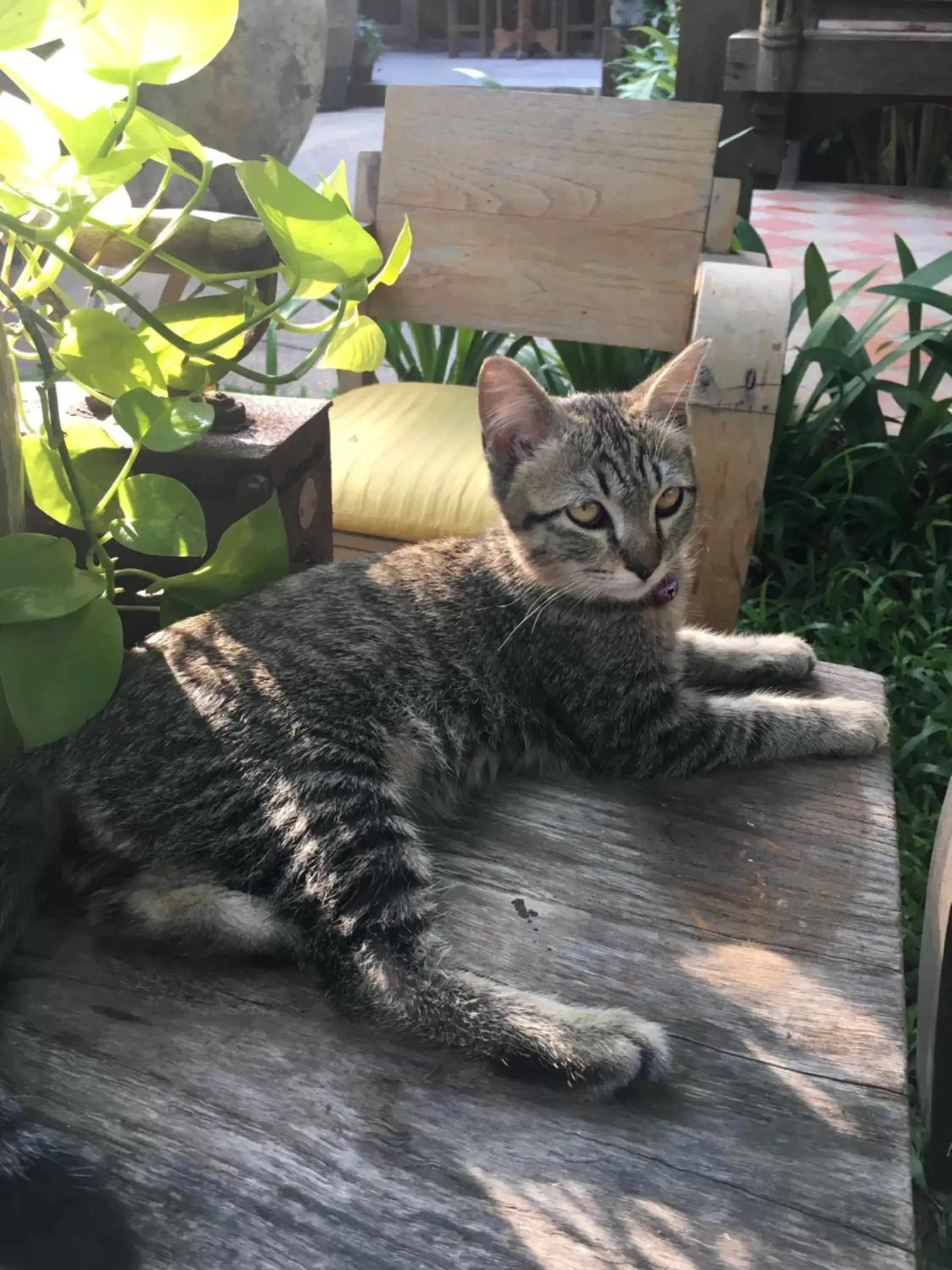 Garden, Pets in Hongkhao Village