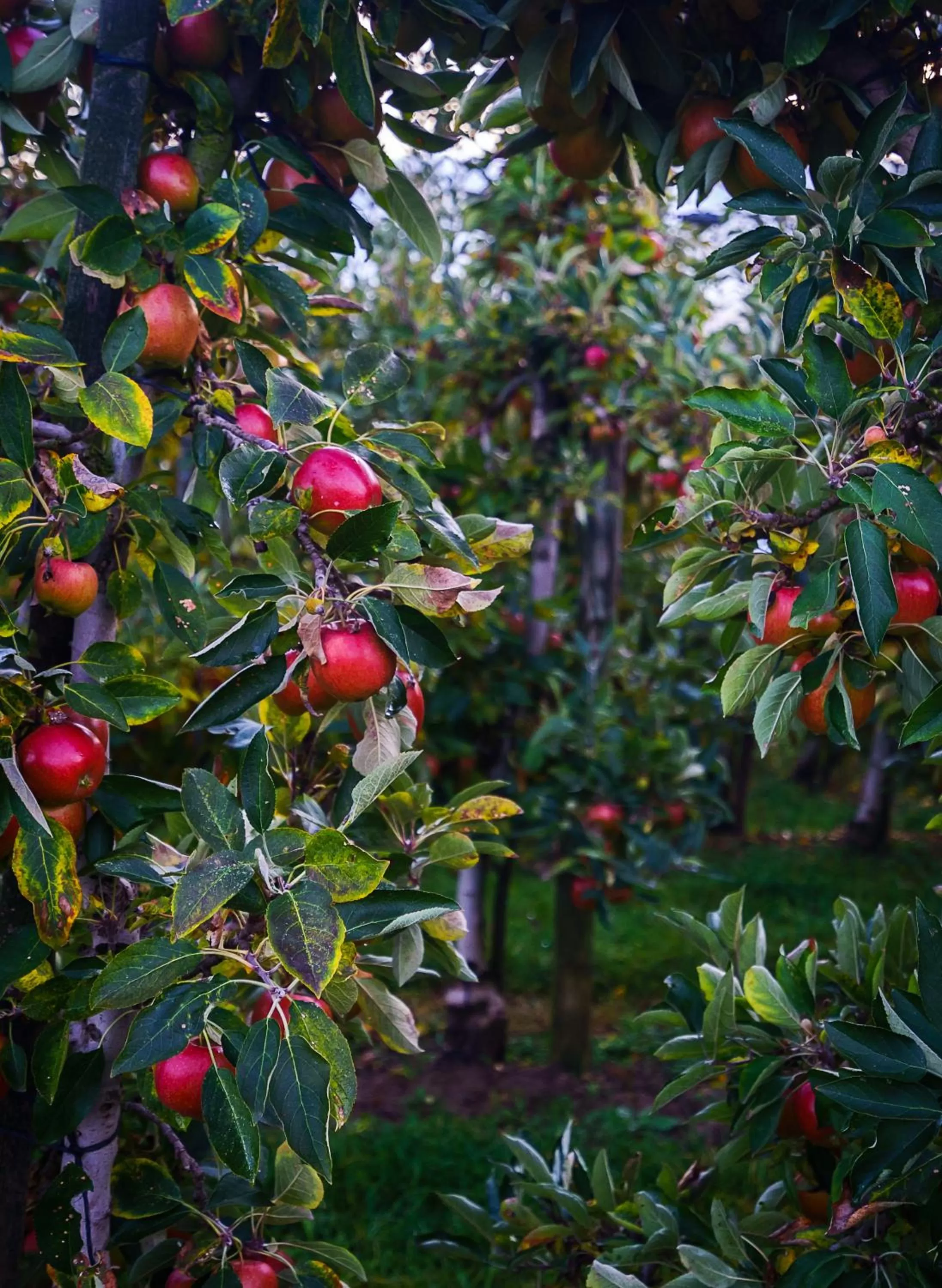 Activities in Seehotel Villa Linde