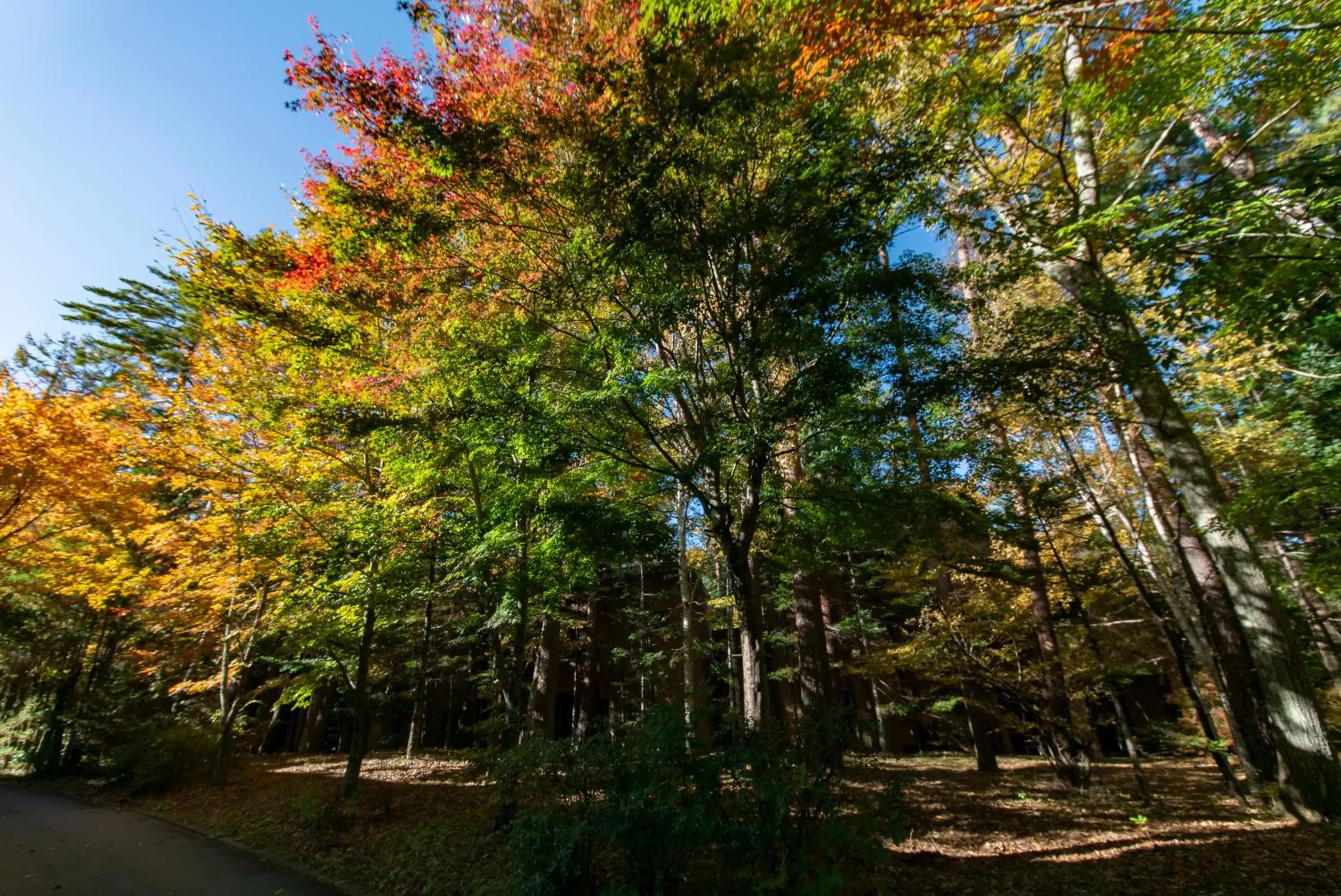 Natural landscape in Fuji Premium Resort