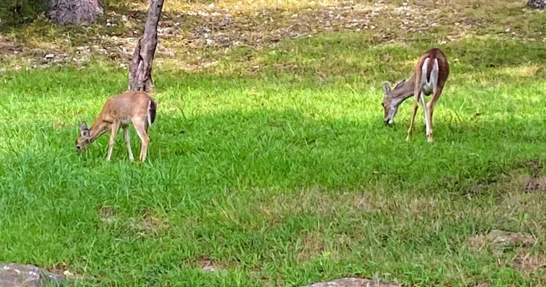 Other Animals in The Cottage Resort