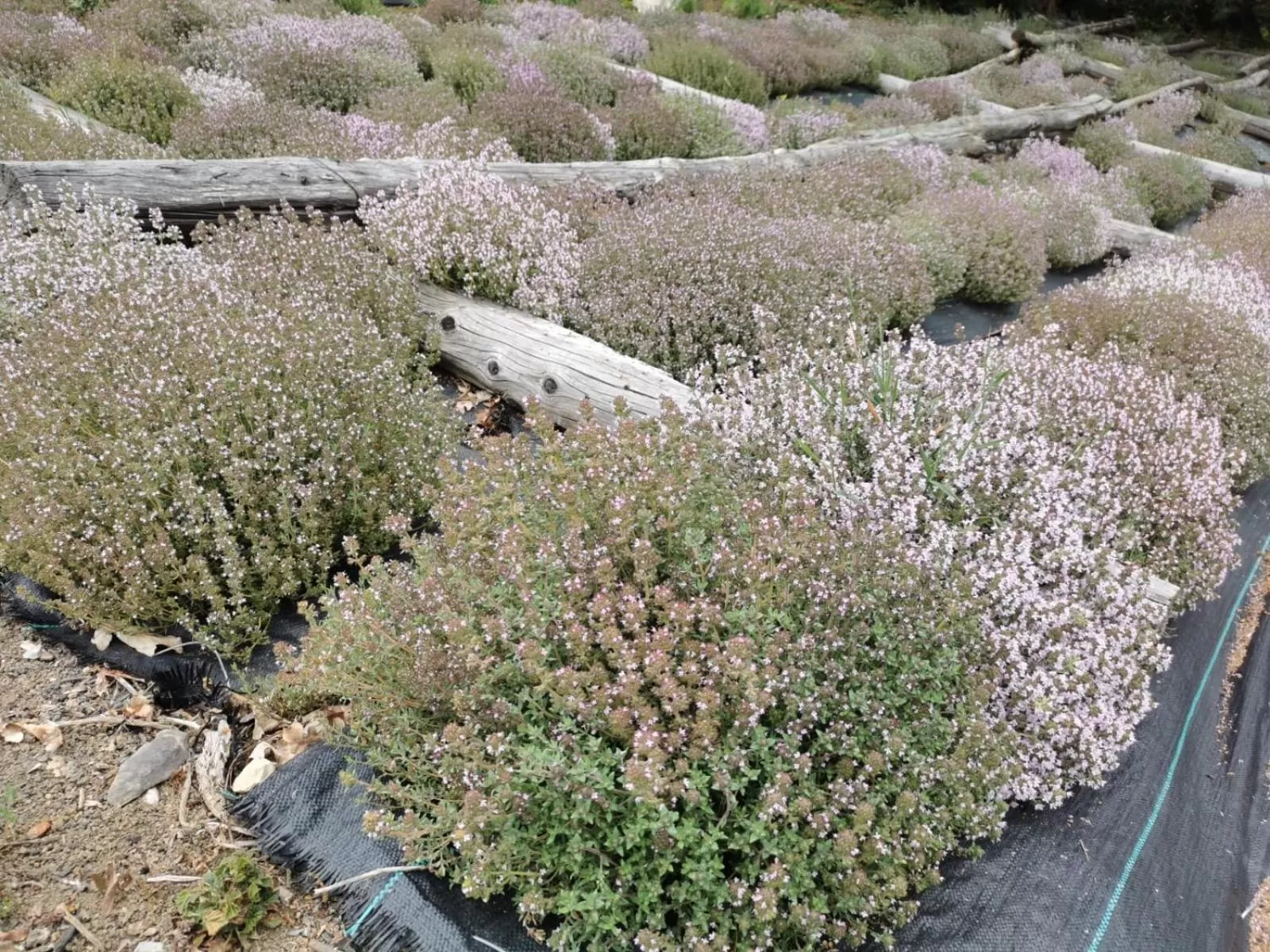 Garden in B&B con SPA il Castello di Lucawest