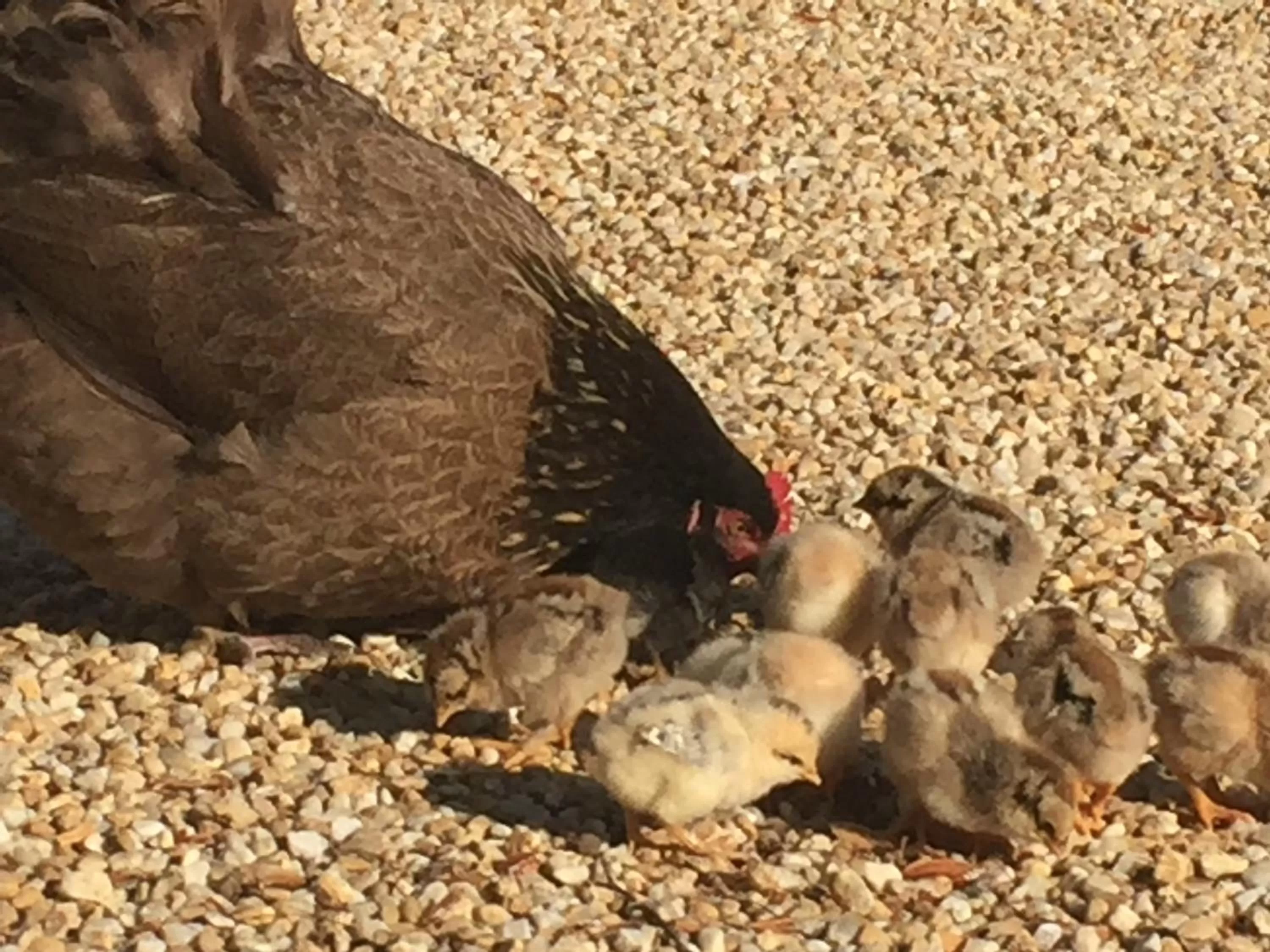 Pets, Other Animals in Manoir de la Rémonière
