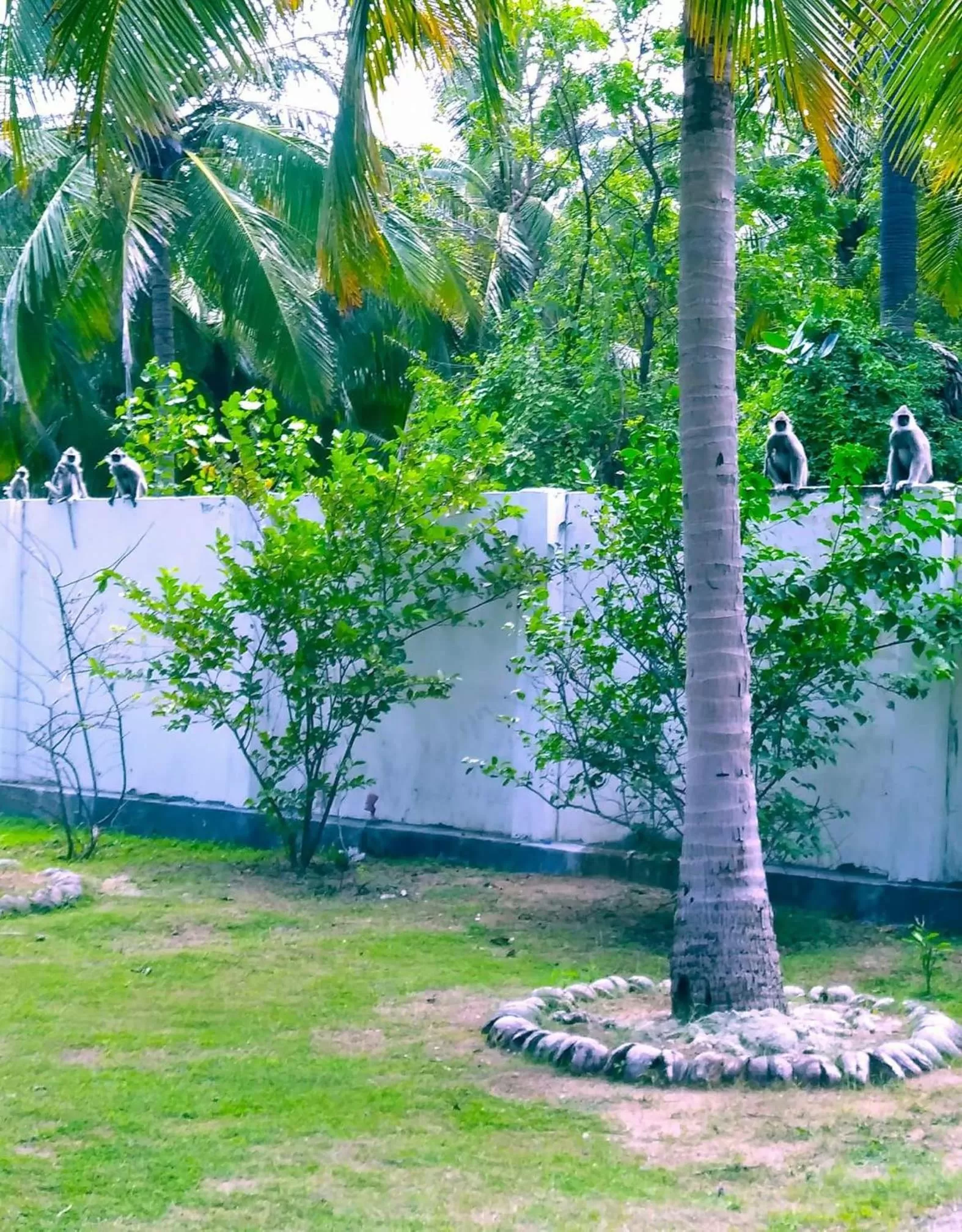 Animals in Pearl Oceanic Resort - Trincomalee