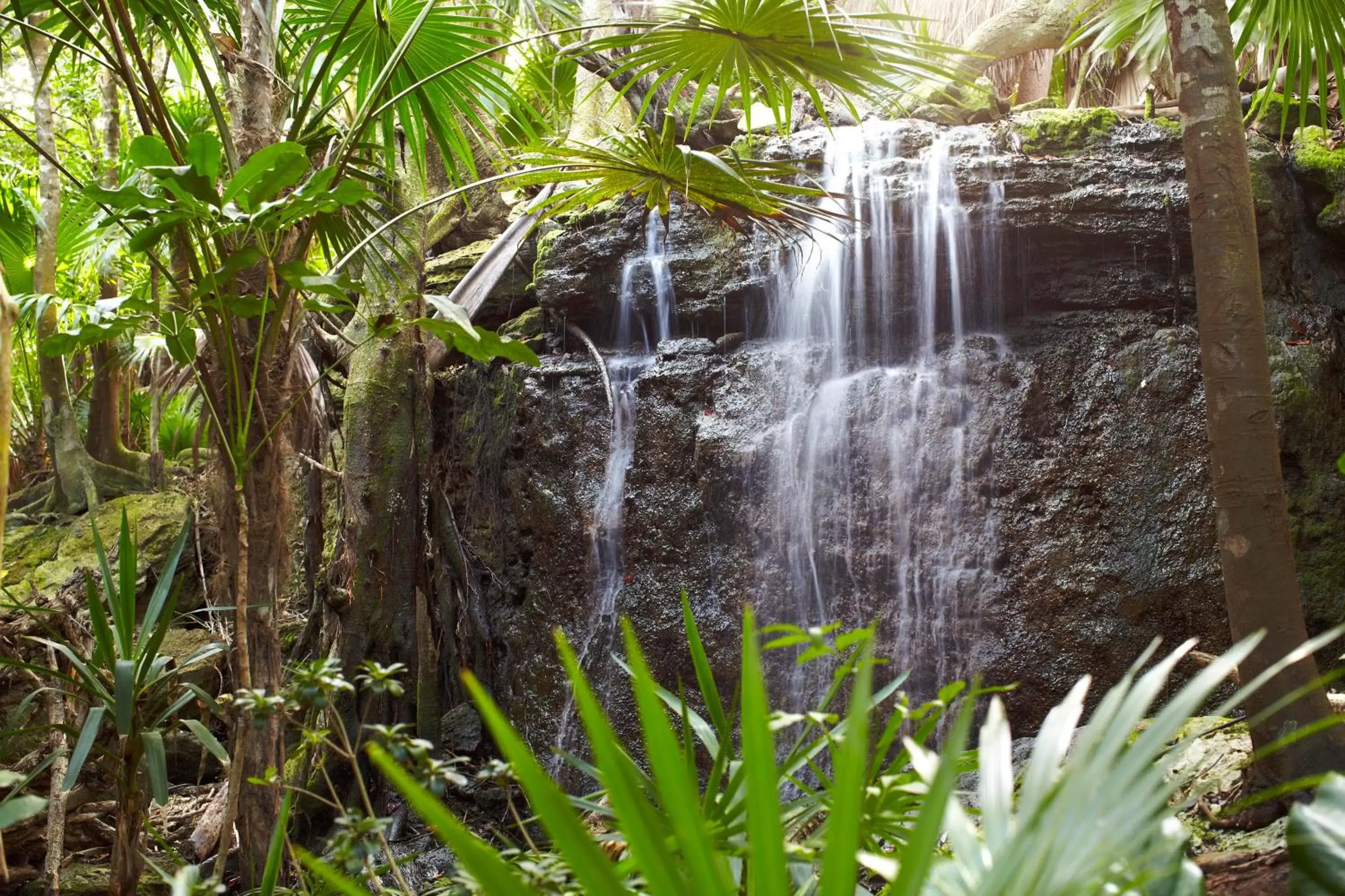 Natural landscape in Viceroy Riviera Maya, a Luxury Villa Resort