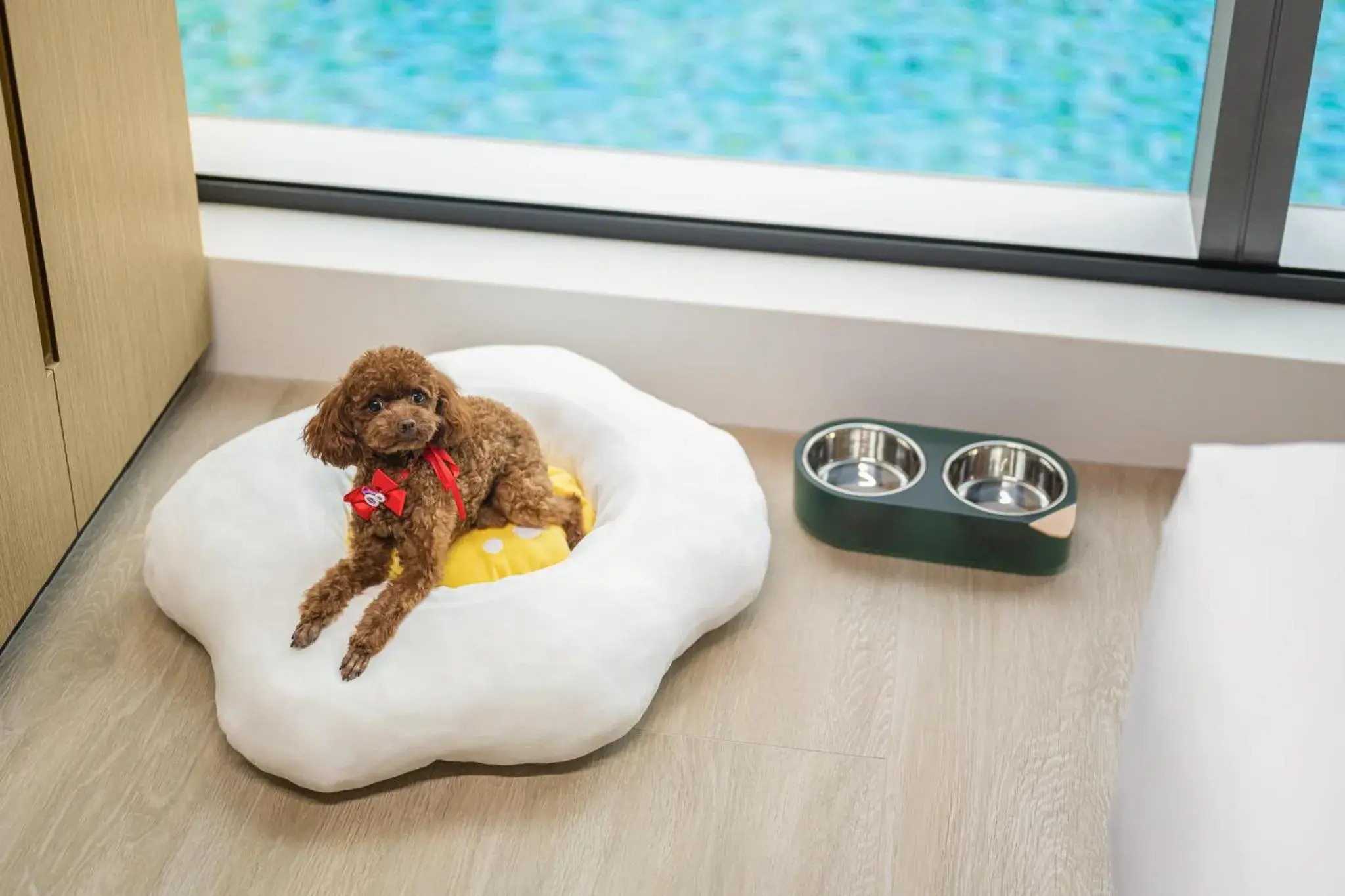 Pets in Hyatt Place New Taipei City Xinzhuang