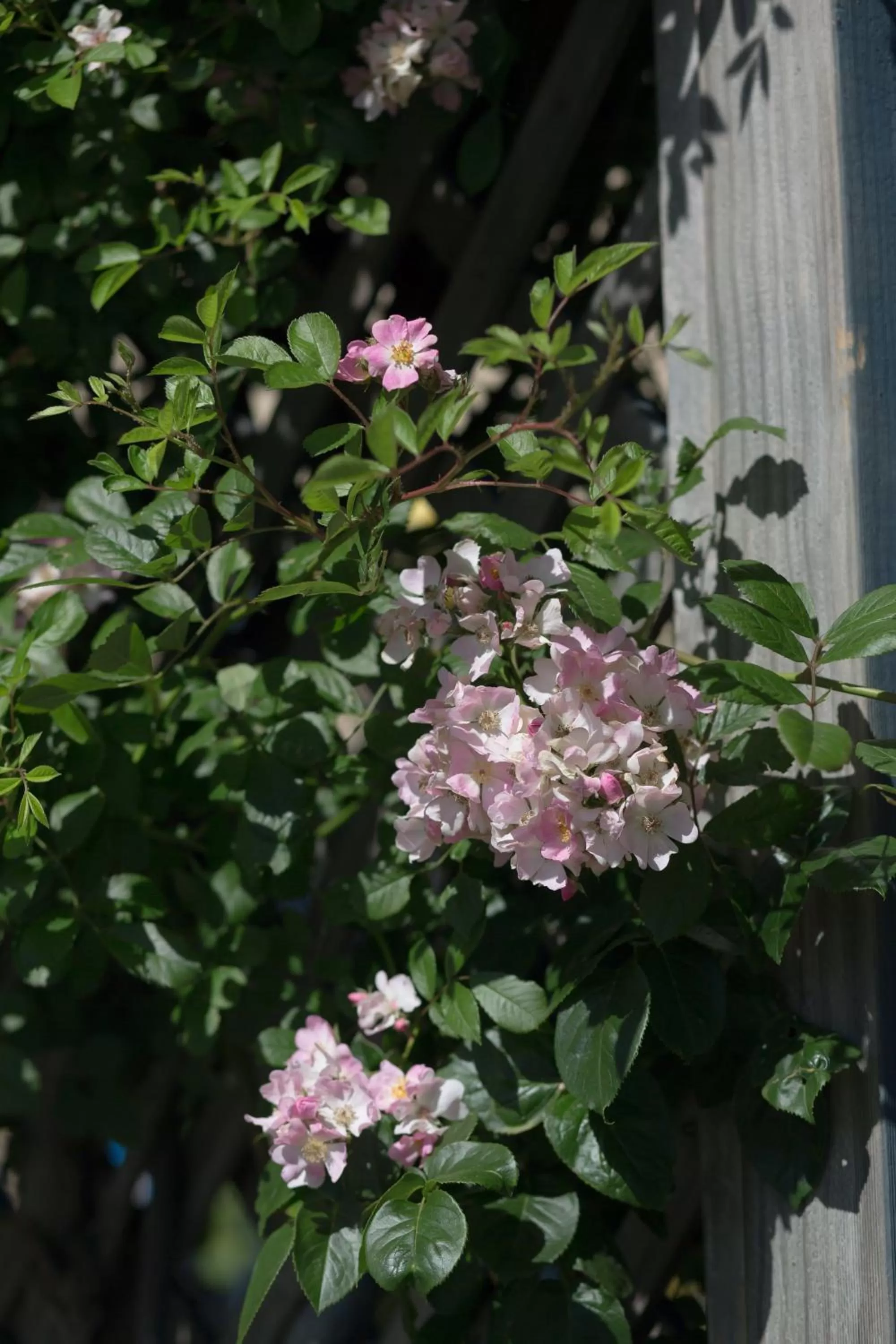 Garden in Willows Motel