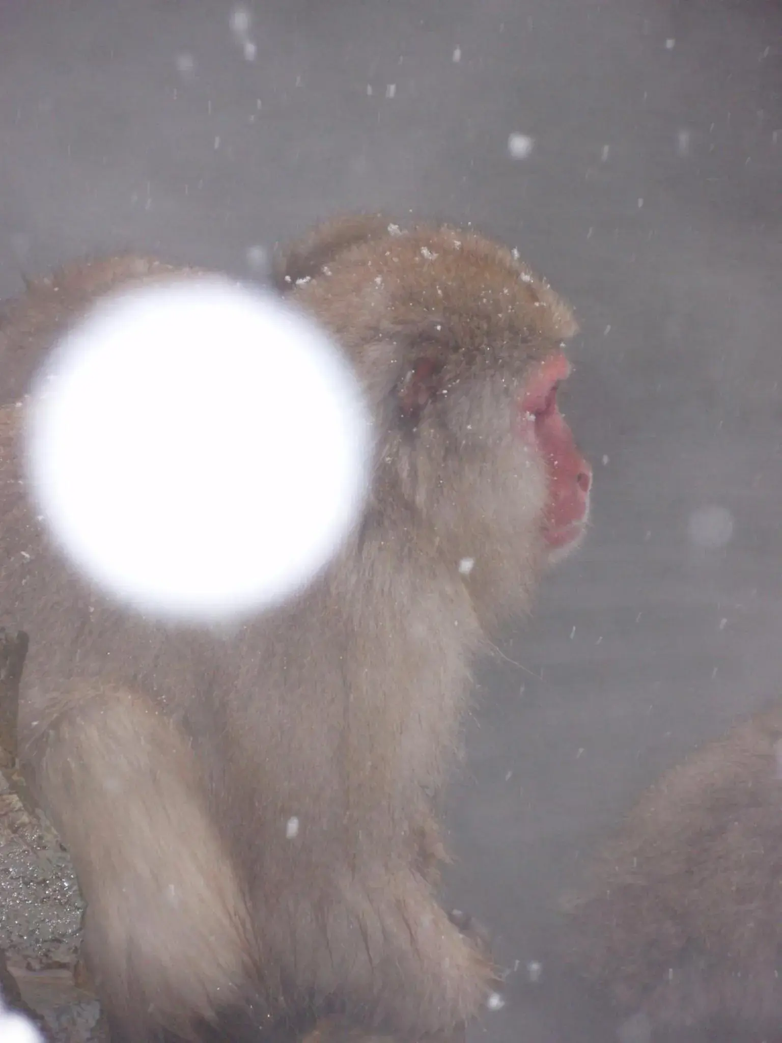 Other, Other Animals in Shibu Onsen Sakaeya