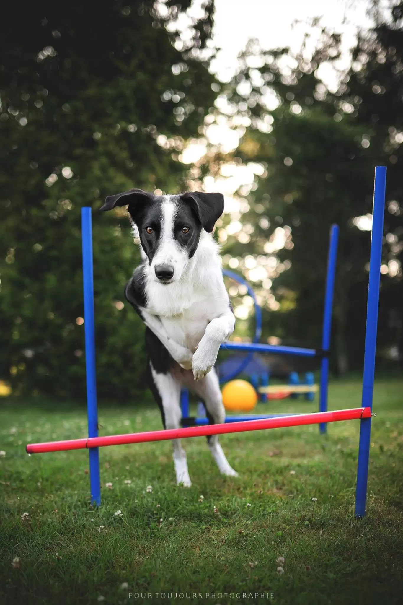 Pets in Berghotel Steiger - Erzgebirge