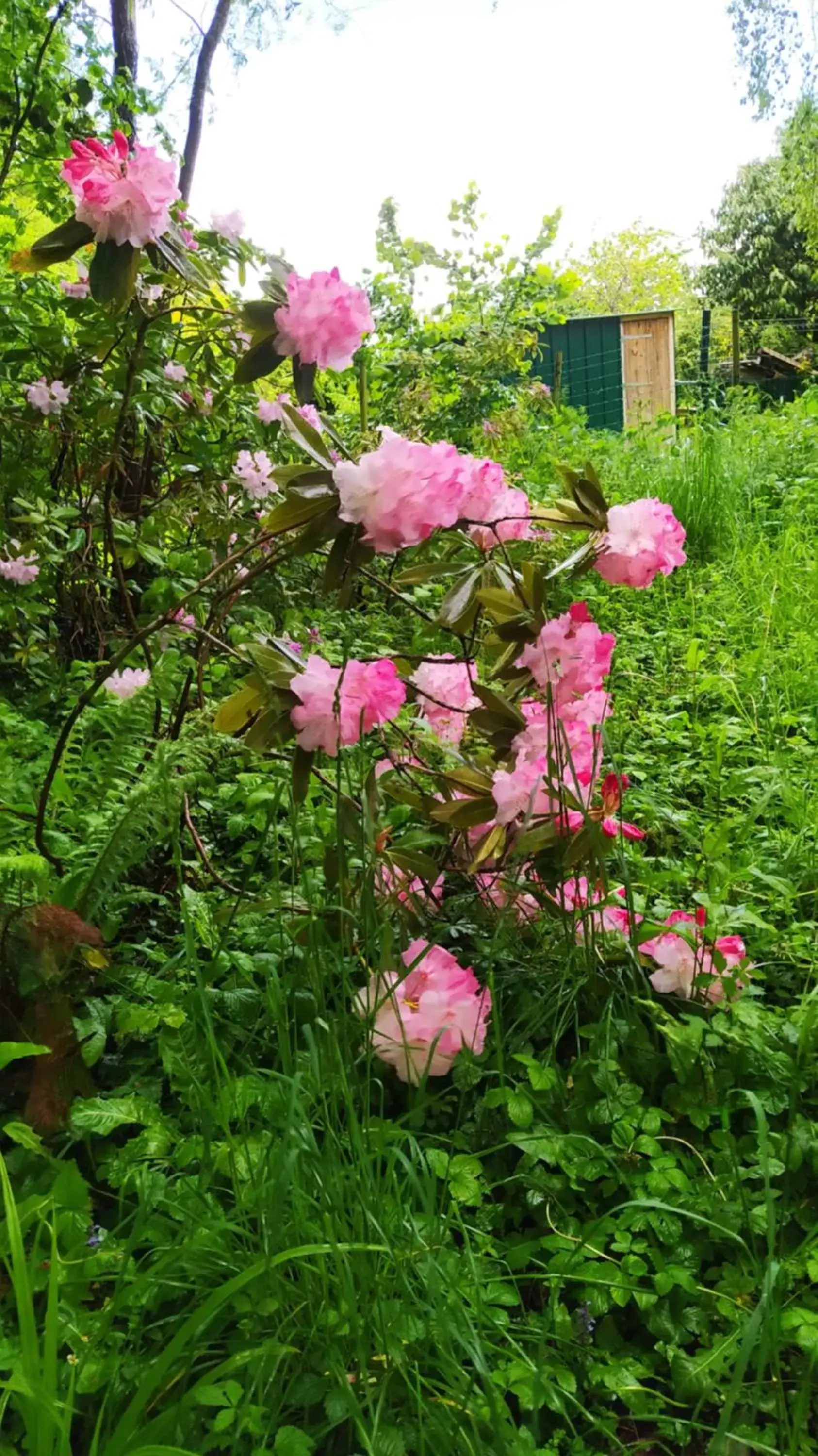 Garden in Ker Anahid - L'Atelier