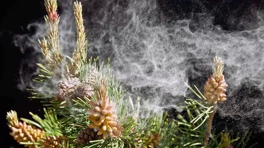 Ruzanna's Bed & Breakfast