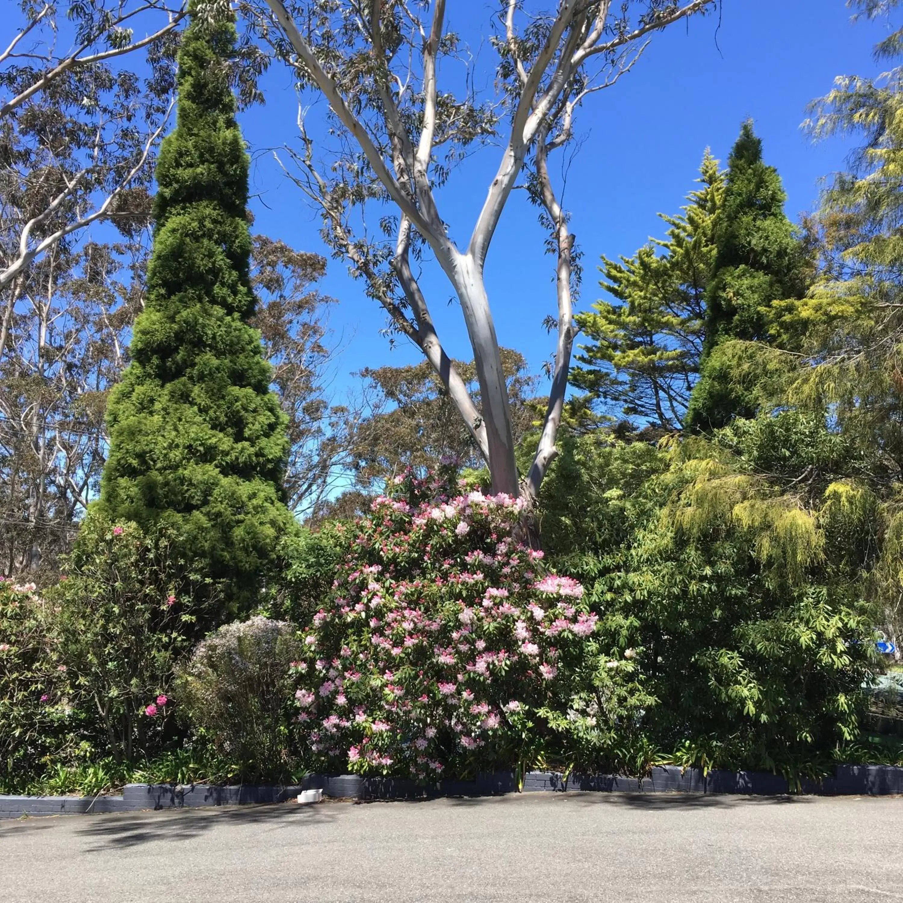 Garden in Sky Rider Motor Inn