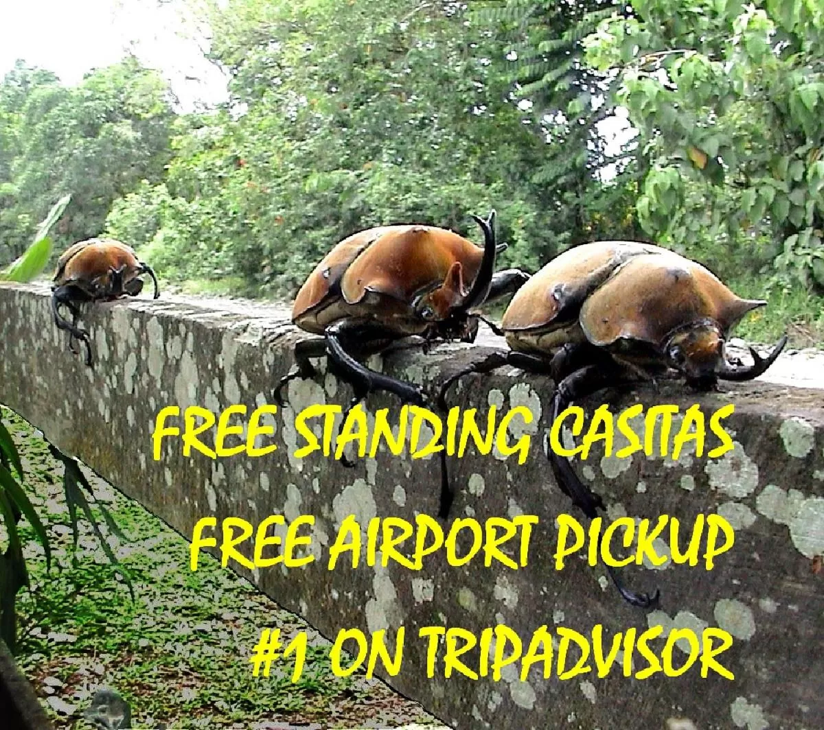 Activities, Other Animals in Pura Vida Hotel