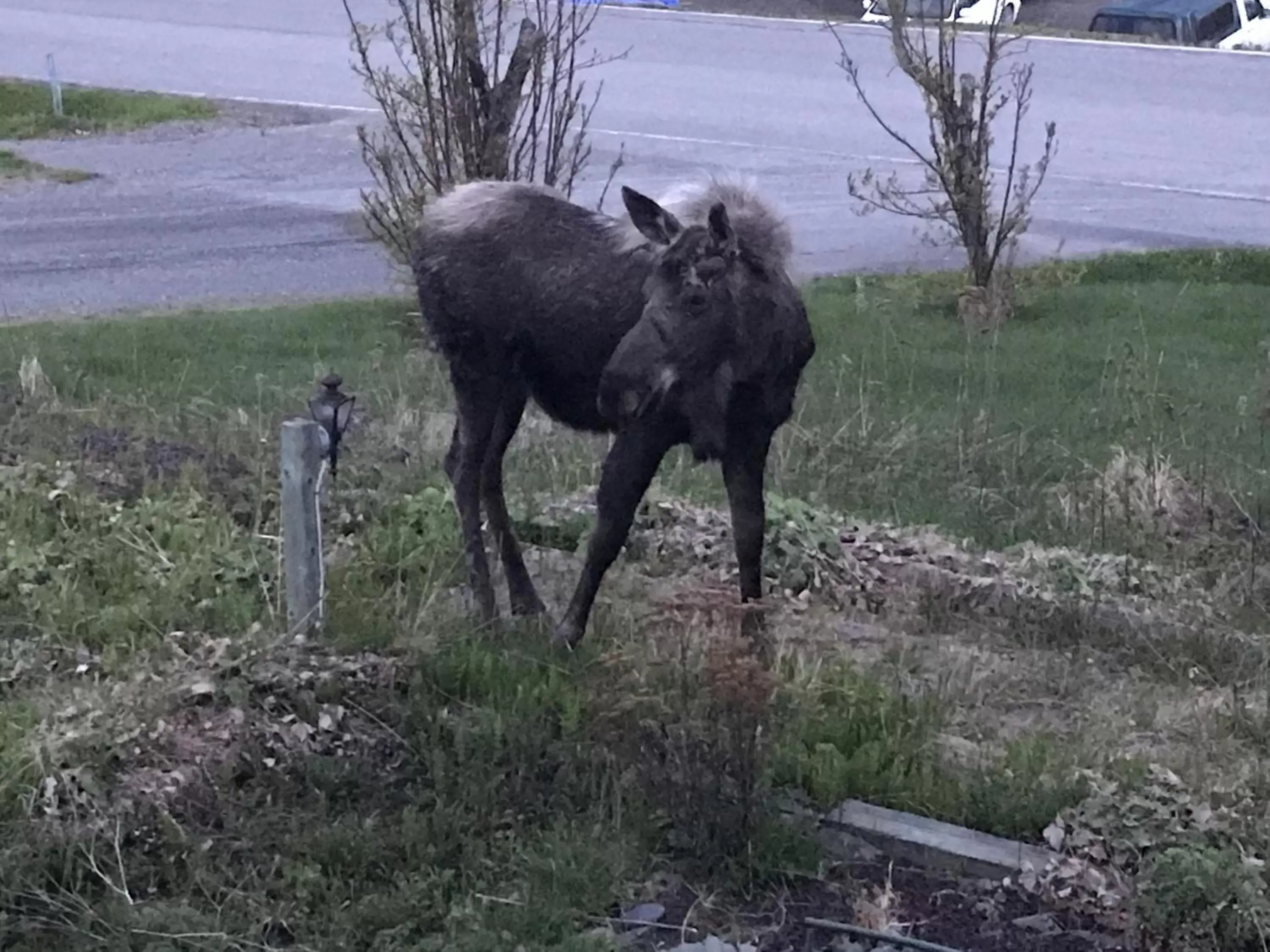 Other Animals in Halcyon Heights B&B/Inn