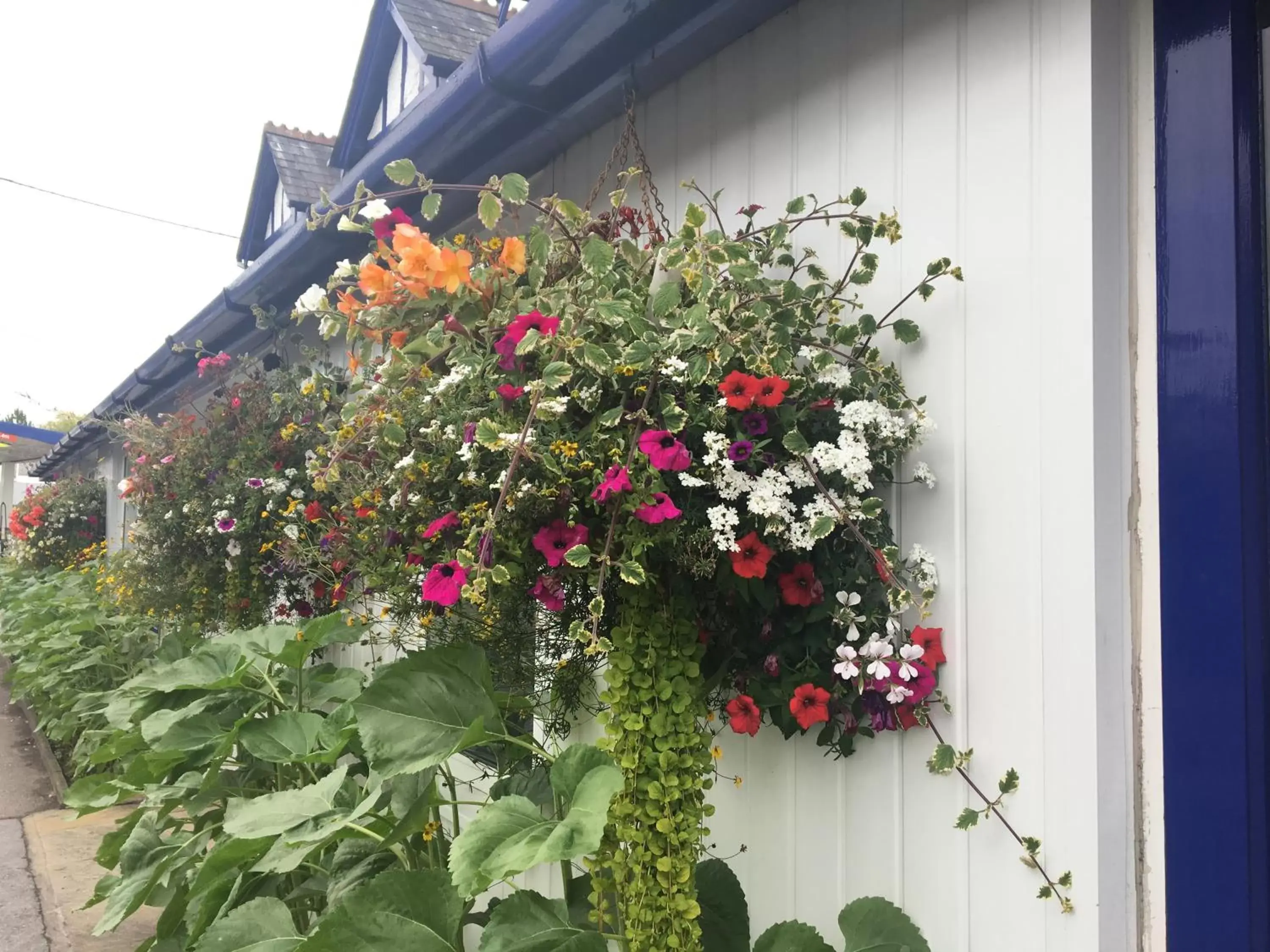 Garden in Penny Farthing Hotel & Cottages