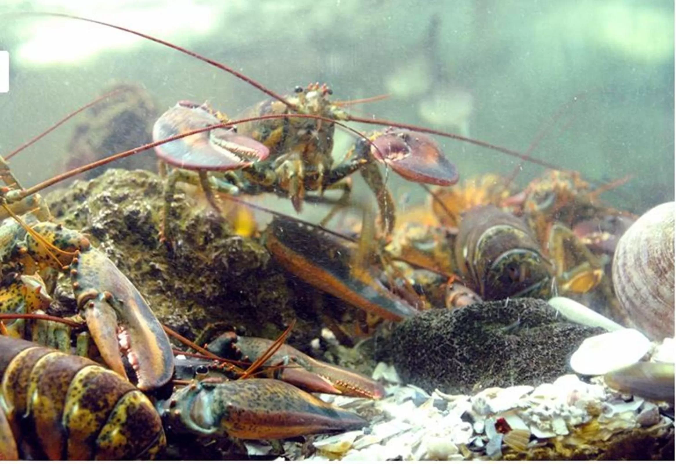 Animals in Hotel Elio