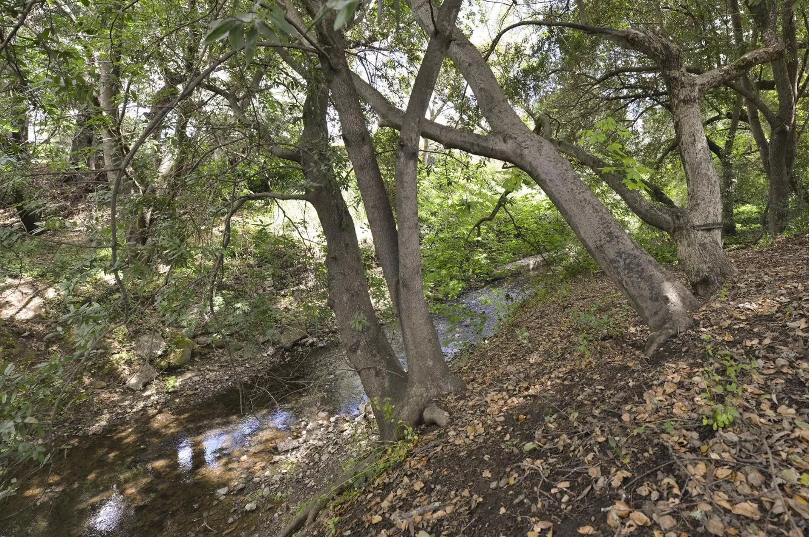 Natural Landscape in Stahlecker House Inn