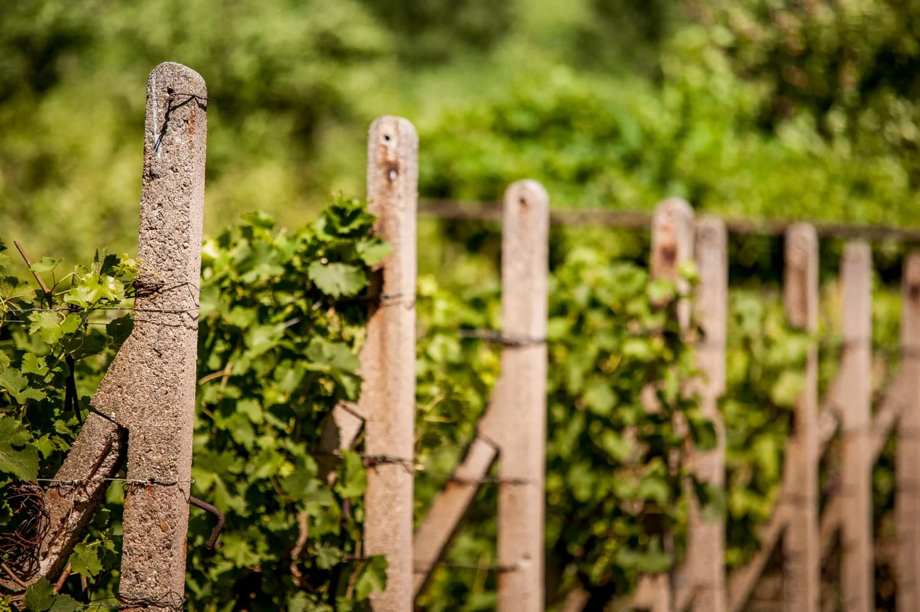 Natural landscape in Boutique Hotel Golf Garni