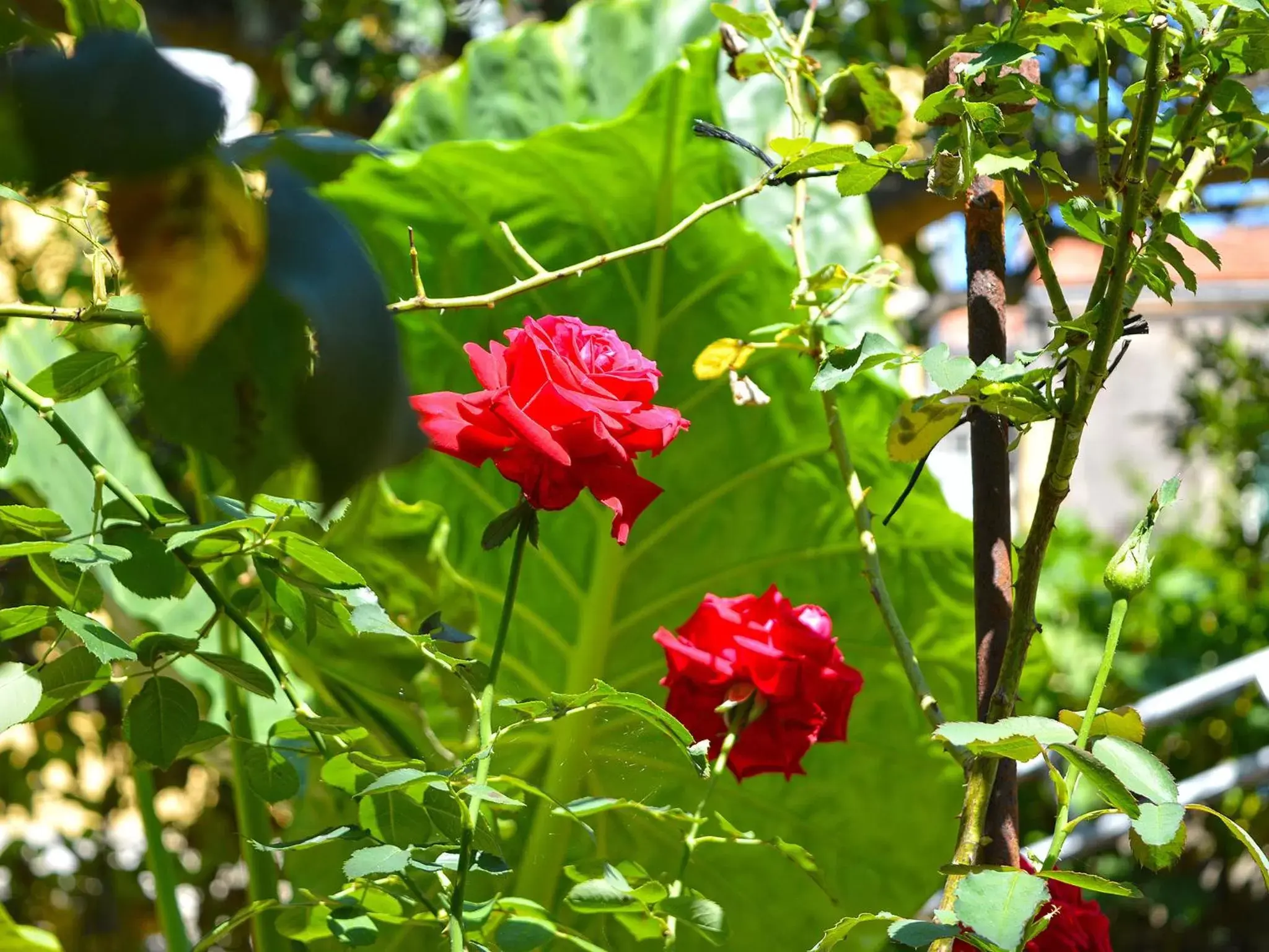 Garden in The Secret Garden Relais