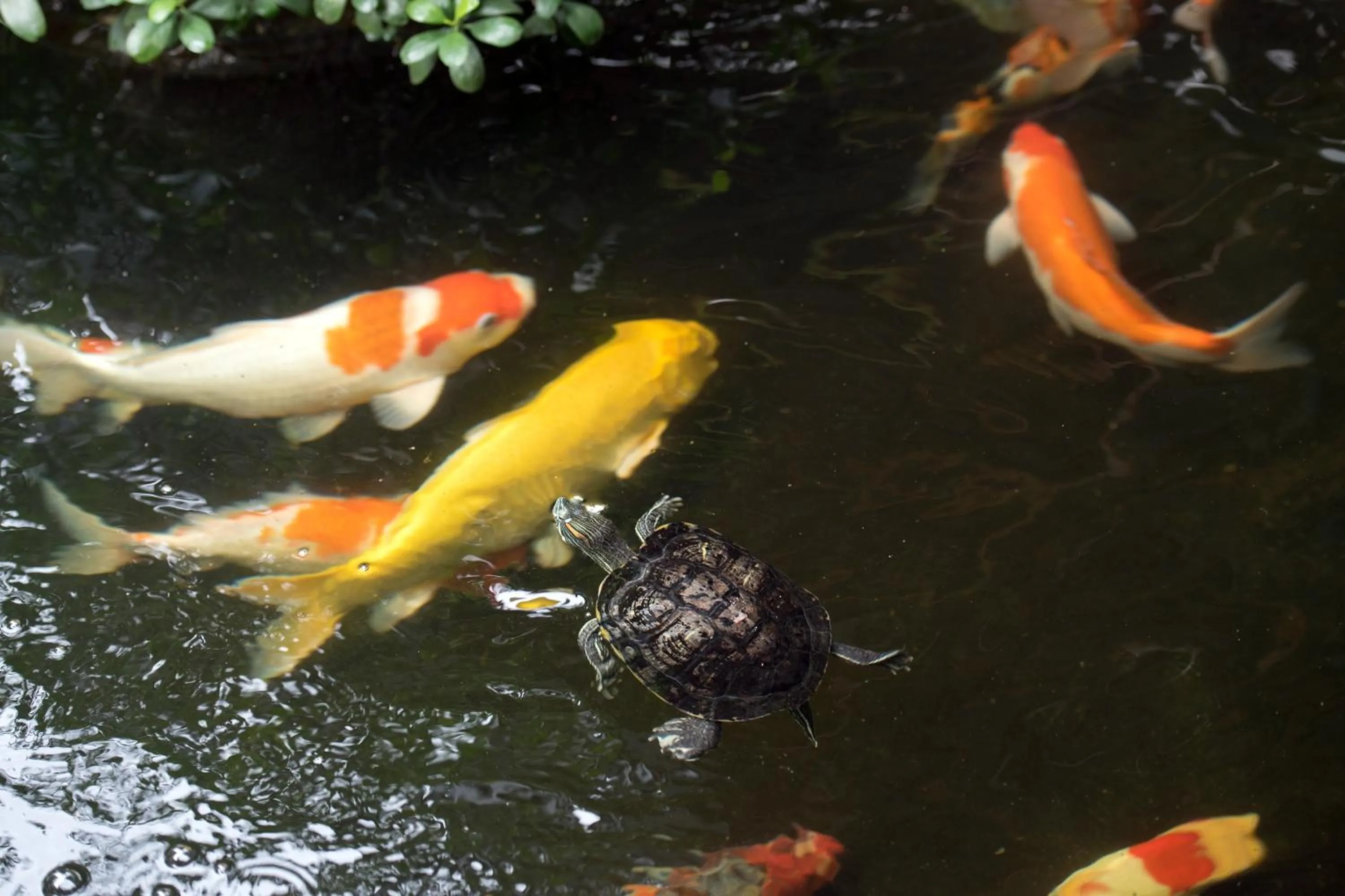 Animals in Anajak Bangkok Hotel - SHA Plus