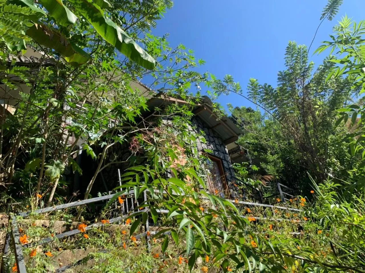 Ella Lucky Panoramic