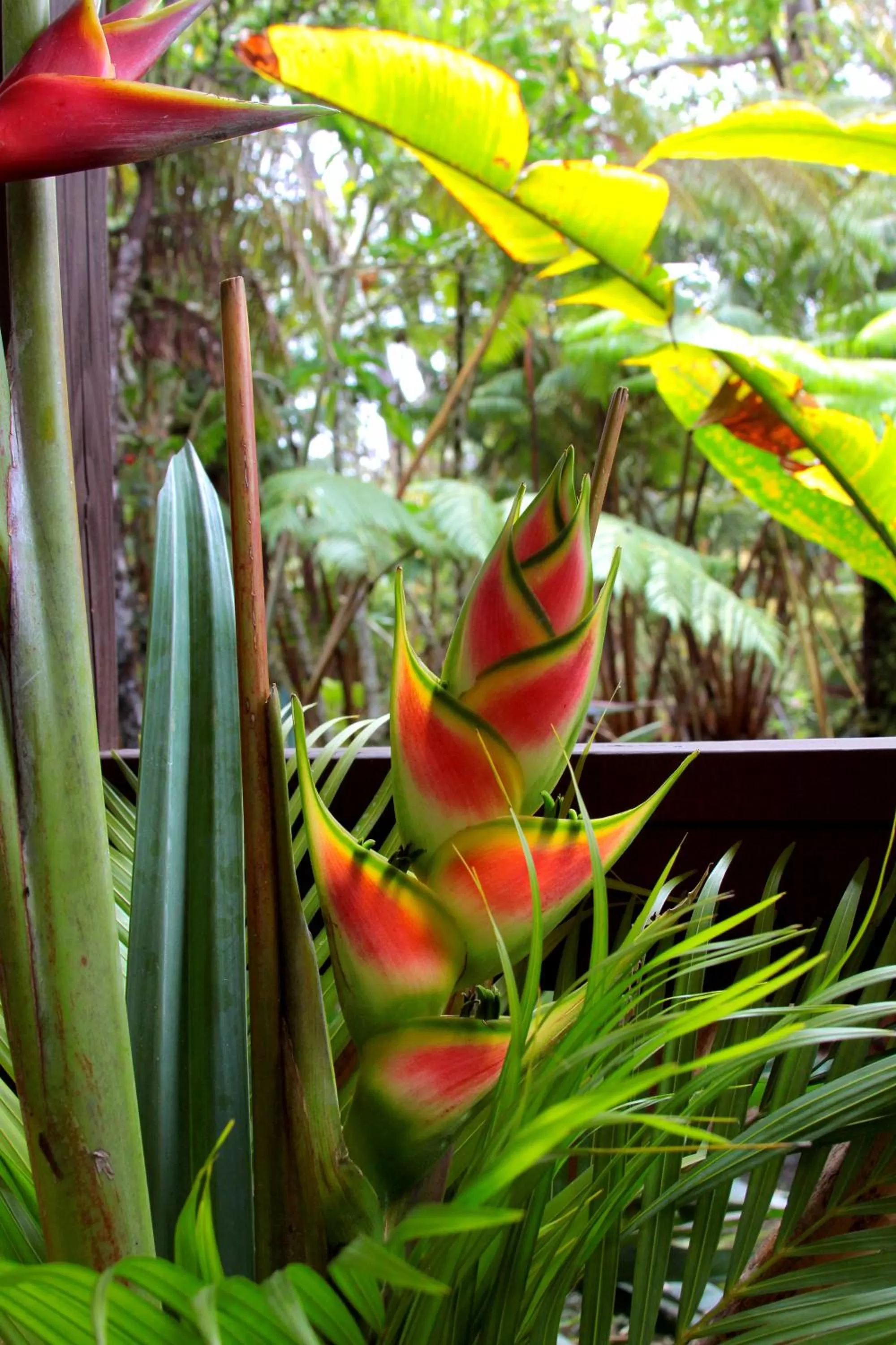 Spring in Lotus Garden Cottages