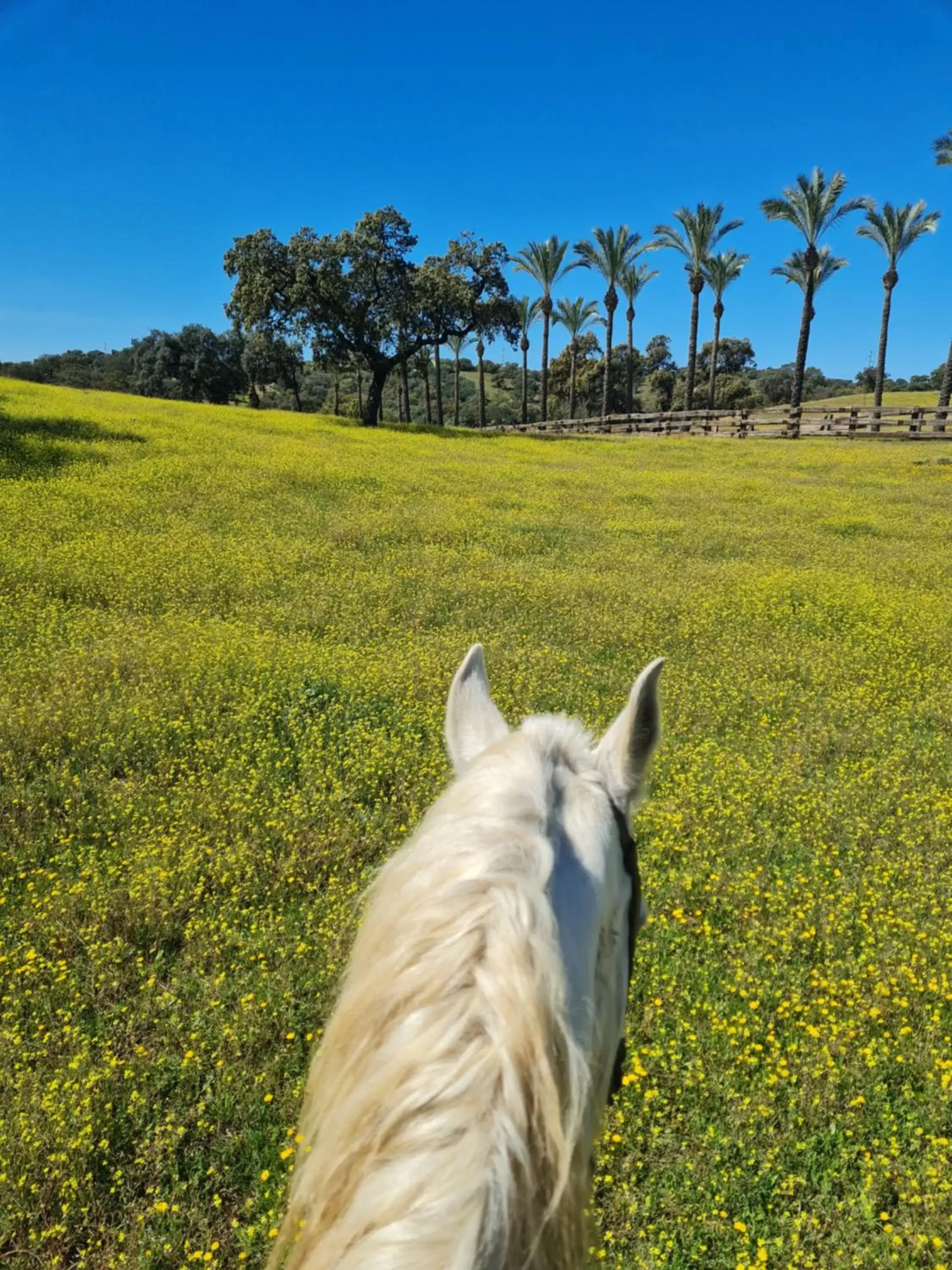 Horse-riding, Pets in Alojamiento Rural Finca Barral