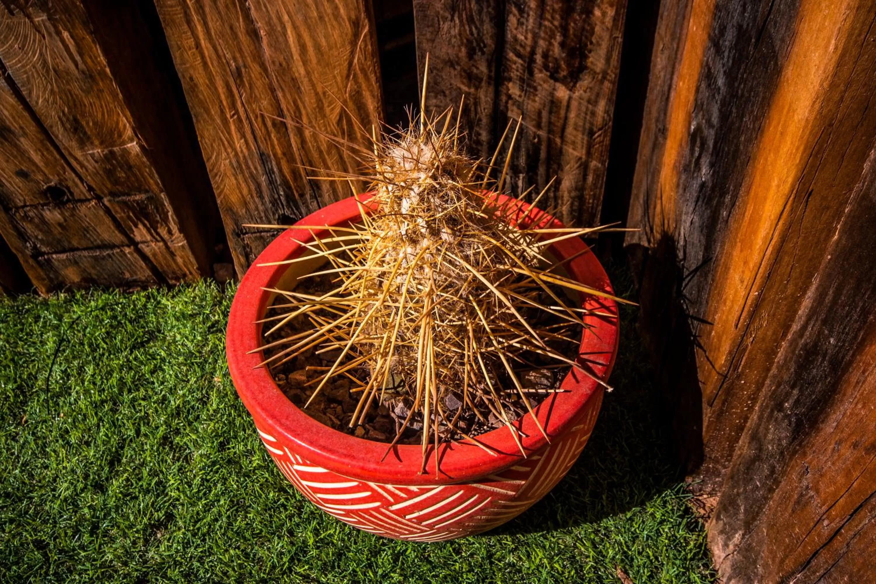 Garden in Hotel Casa Algarrobo